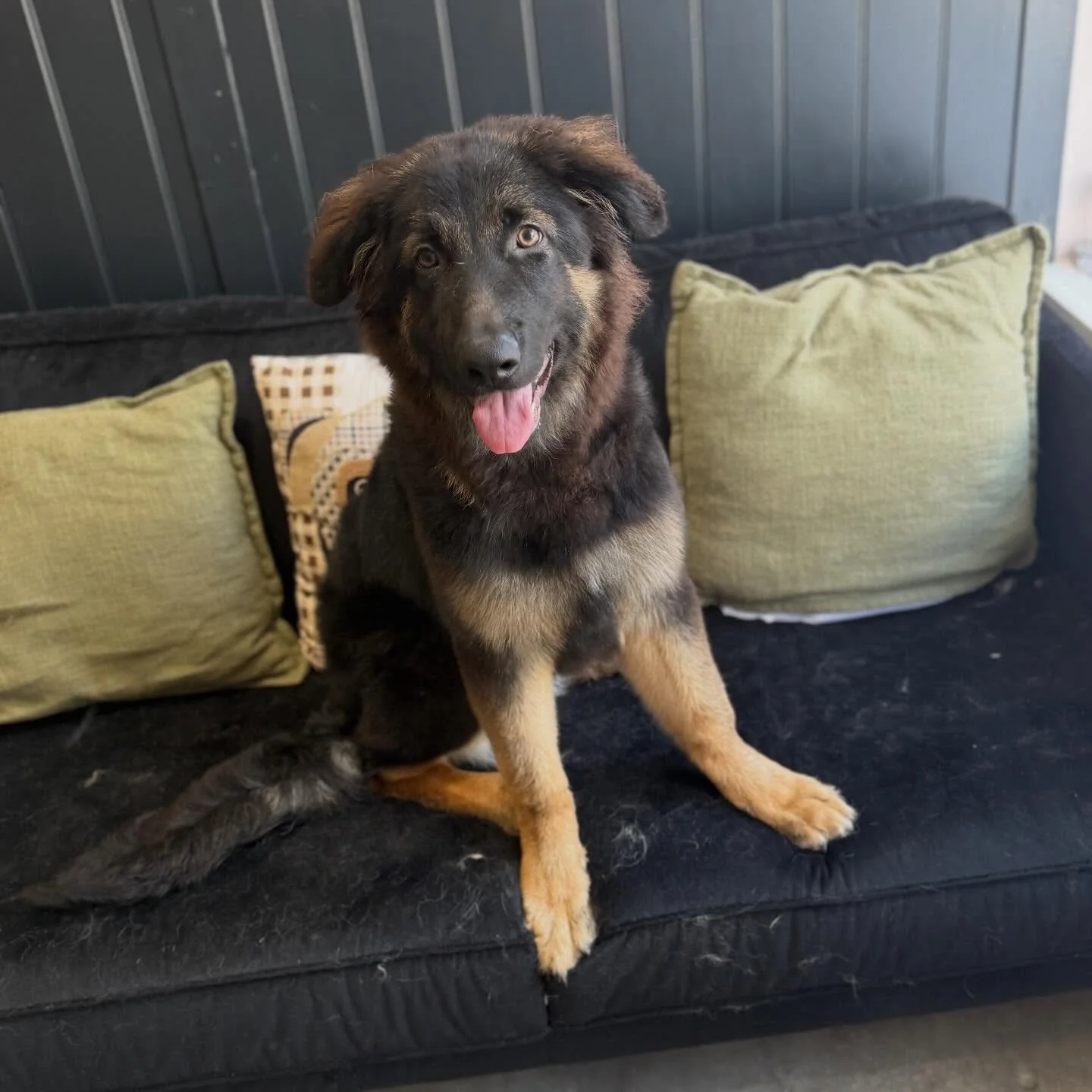 Panzer came in with his sister Zara today for a bath, brush and Deshed 🛁

The are the cutest pair ever 😭 Panzers fluffy puppy ears kill me 🥹