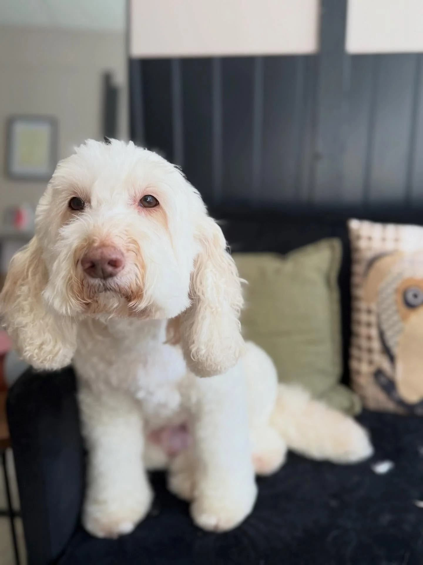 Lottie popped in for a bath &amp; brush before heading off on her Edinburgh adventure 🫧✨

All freshened up and smelling beautiful for her holiday and as gentle and sweet as ever 🤍

Be good for your mum and dad, although I know you will because you&
