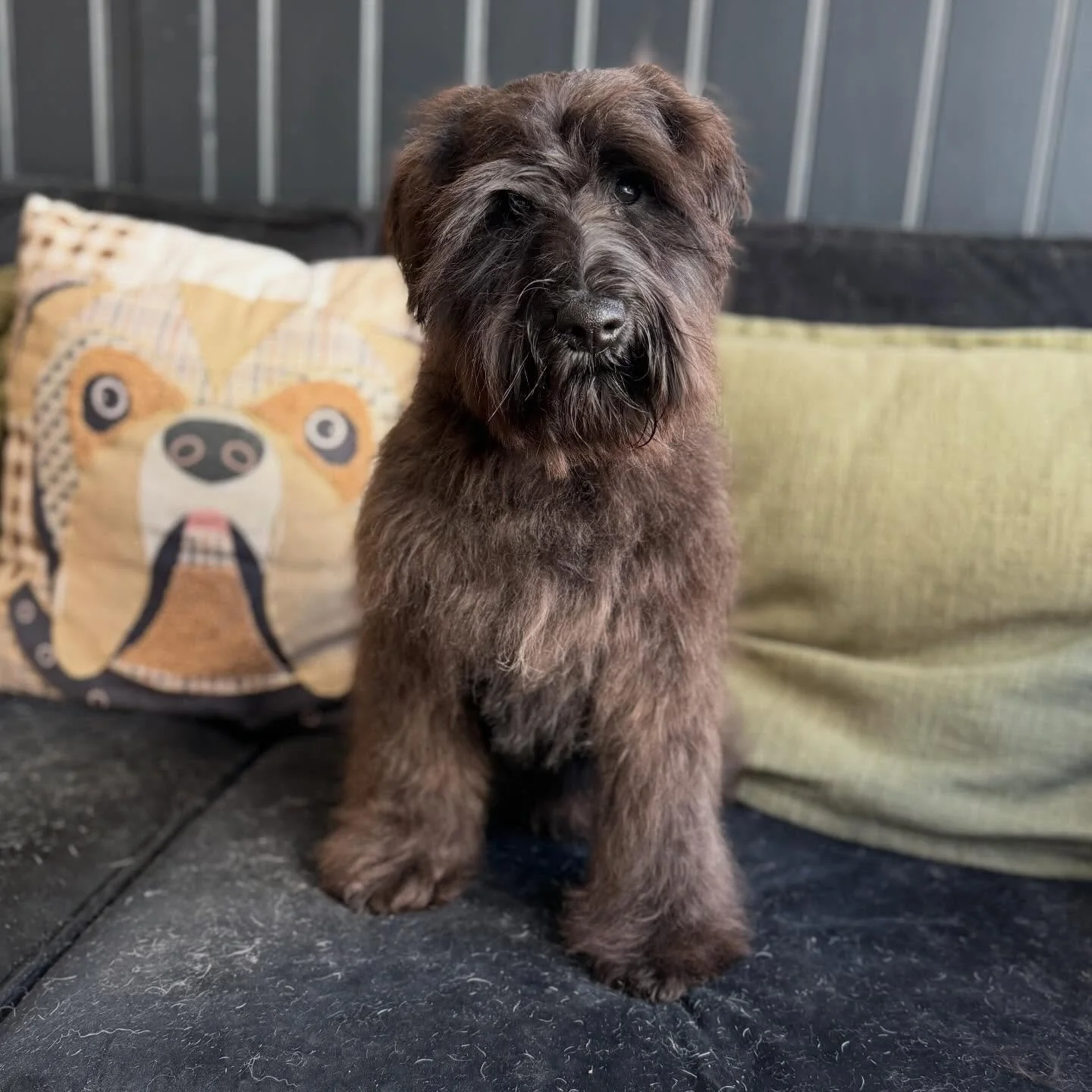 Little baby Flint came in for a bath and brush to see how he would get on being groomed. For his first time he did so well 🤩 that good we&rsquo;re moving on to a big boy hair cut next time 🥹

See you soon my little mate 💙