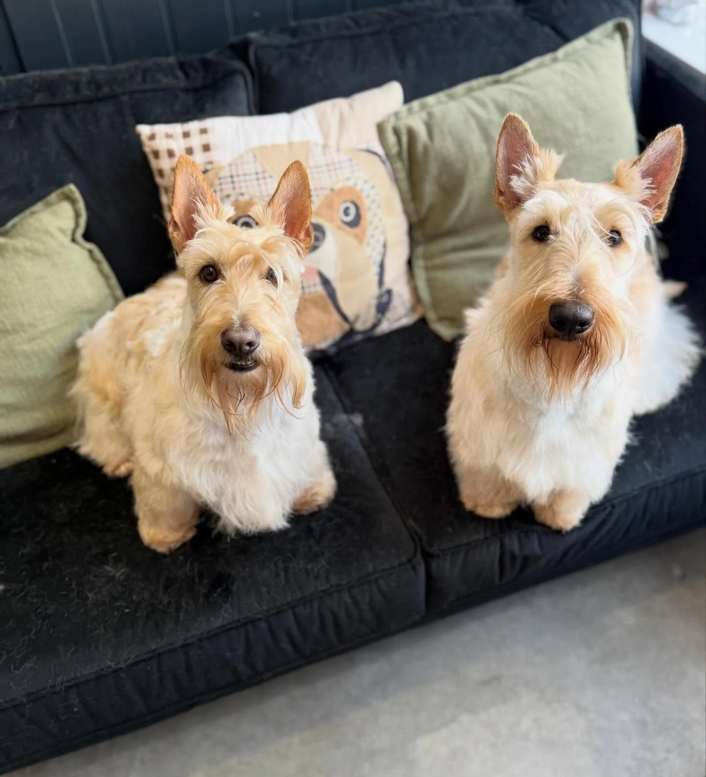 Alba &amp; Lochie, freshly bathed and brushed 🐾✨
