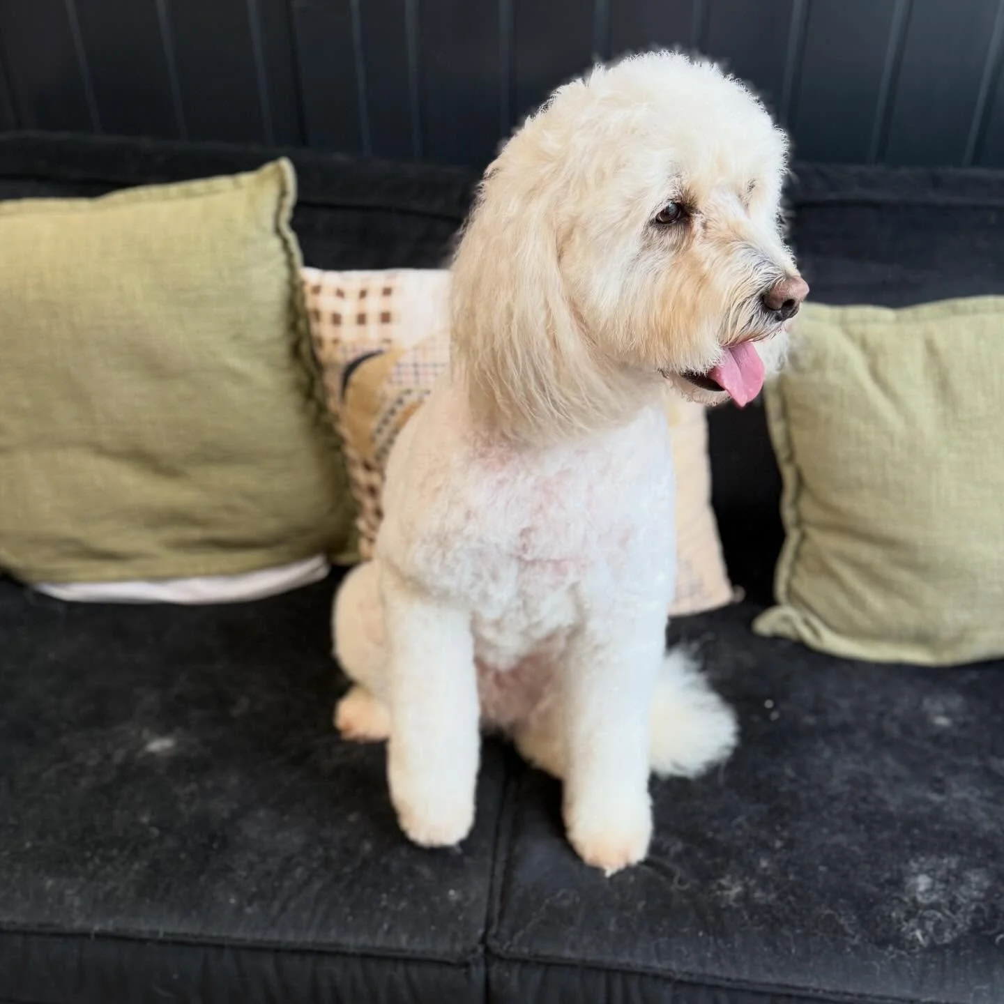 Cloud ☁️ 

The happiest girl after her full groom today. Mum wanted to leave the top of her head long, and just shape the muzzle and cheeks, so that&rsquo;s what we went with 🤩

Those fluffy legs 🥹