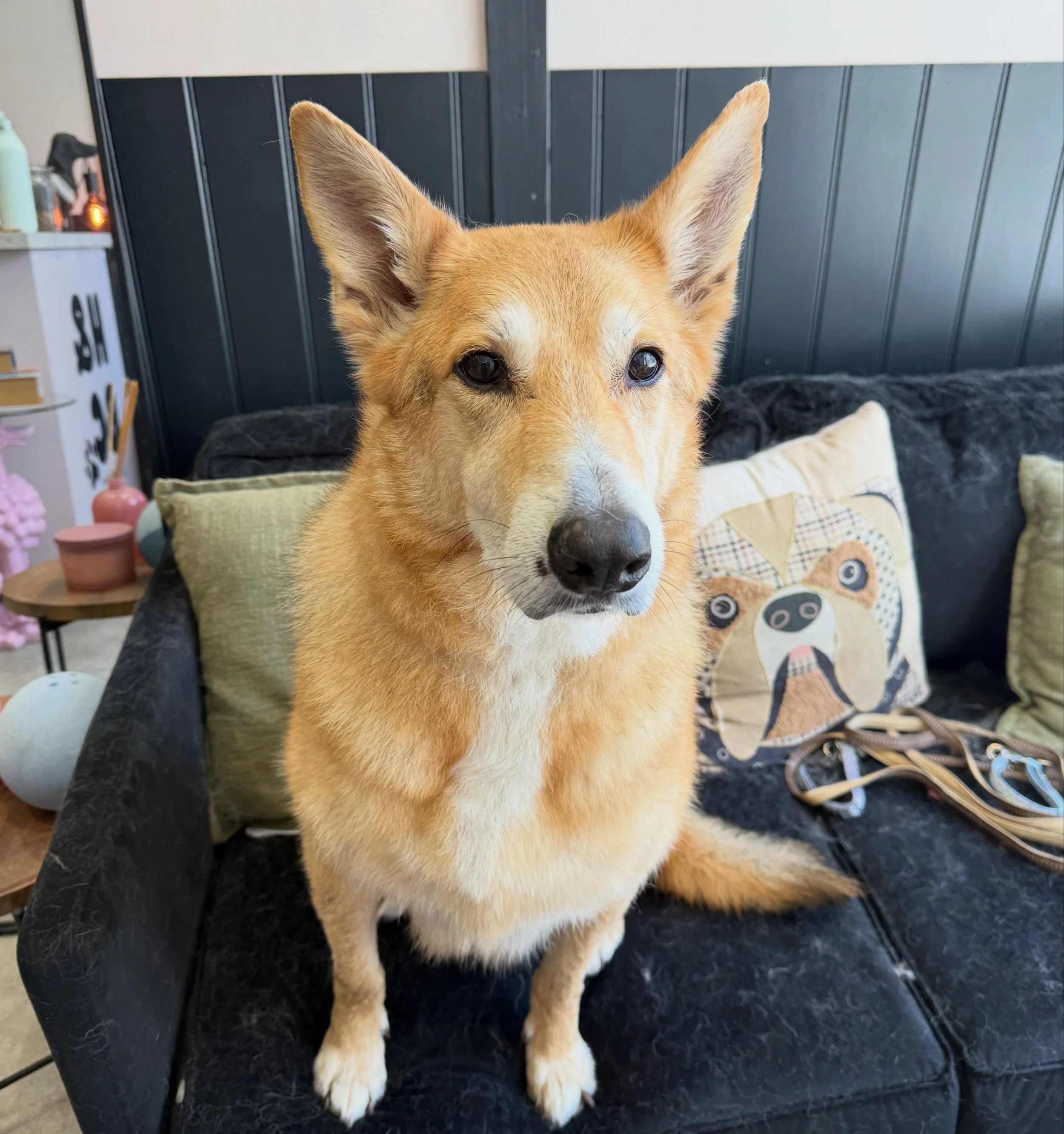 Bruno 🐾

Bruno was in for his Deshed and he was a very good boy. A little nervous of the dryer but we got there in the end 🤩

See you soon mate 💙
