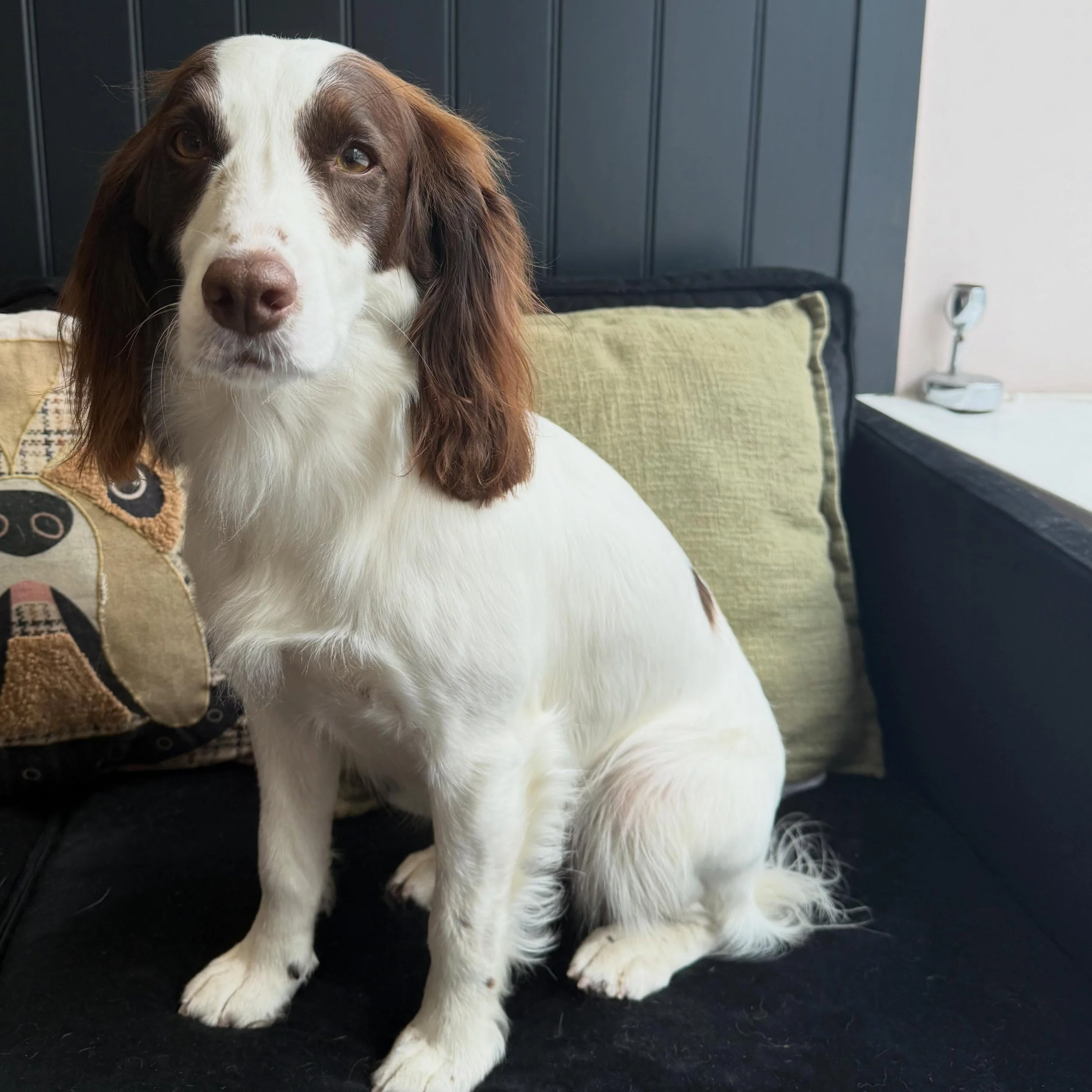 Bessy 😍

In for a bath and brush and she was just so so perfect 🤩

See you soon angel ❤️