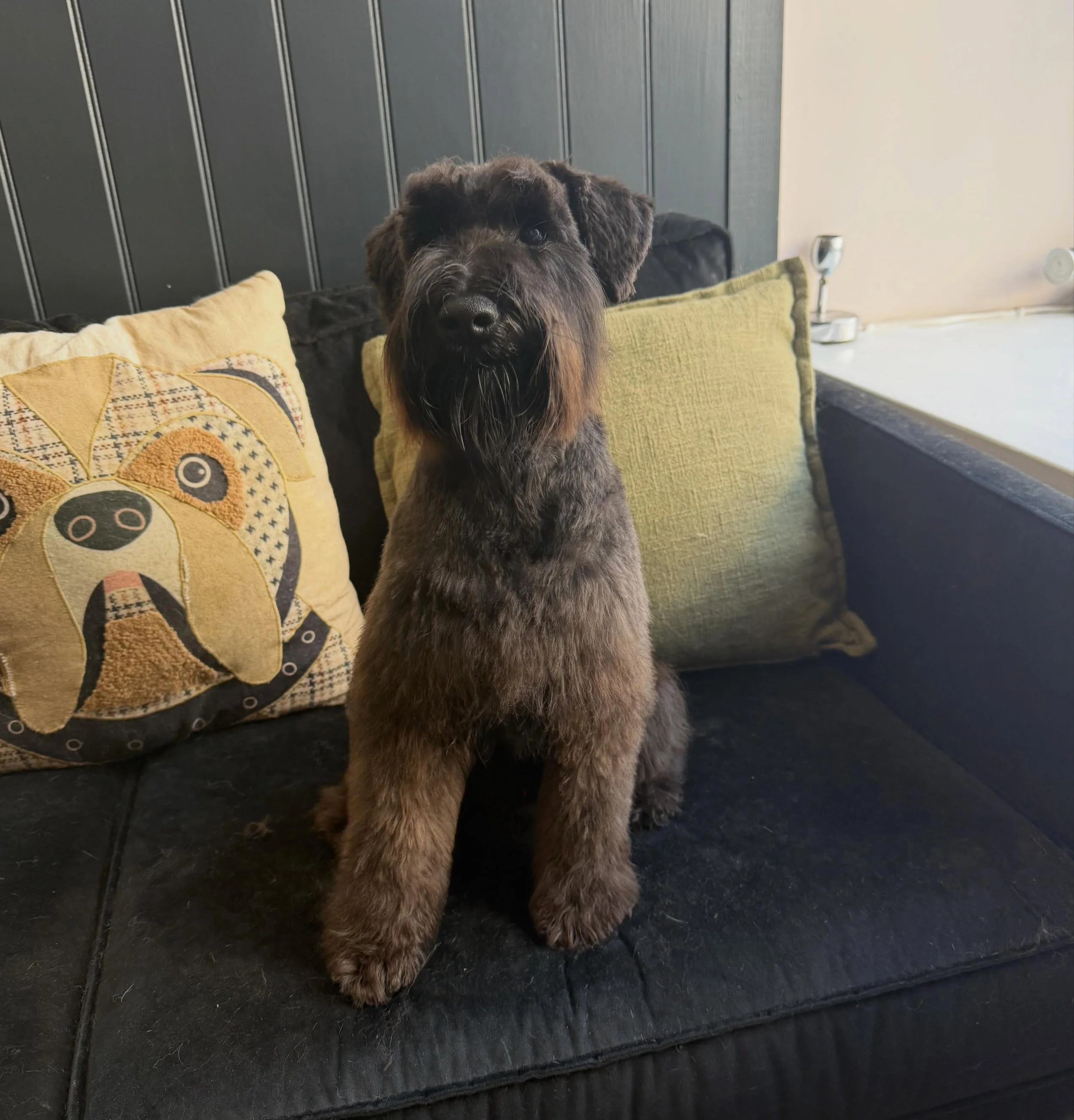 Flint&rsquo;s first big boy groom 🖤

8 months old, very wriggly and very fluffy but he absolutely smashed it ✂️

Swipe for his before 👉🏻
