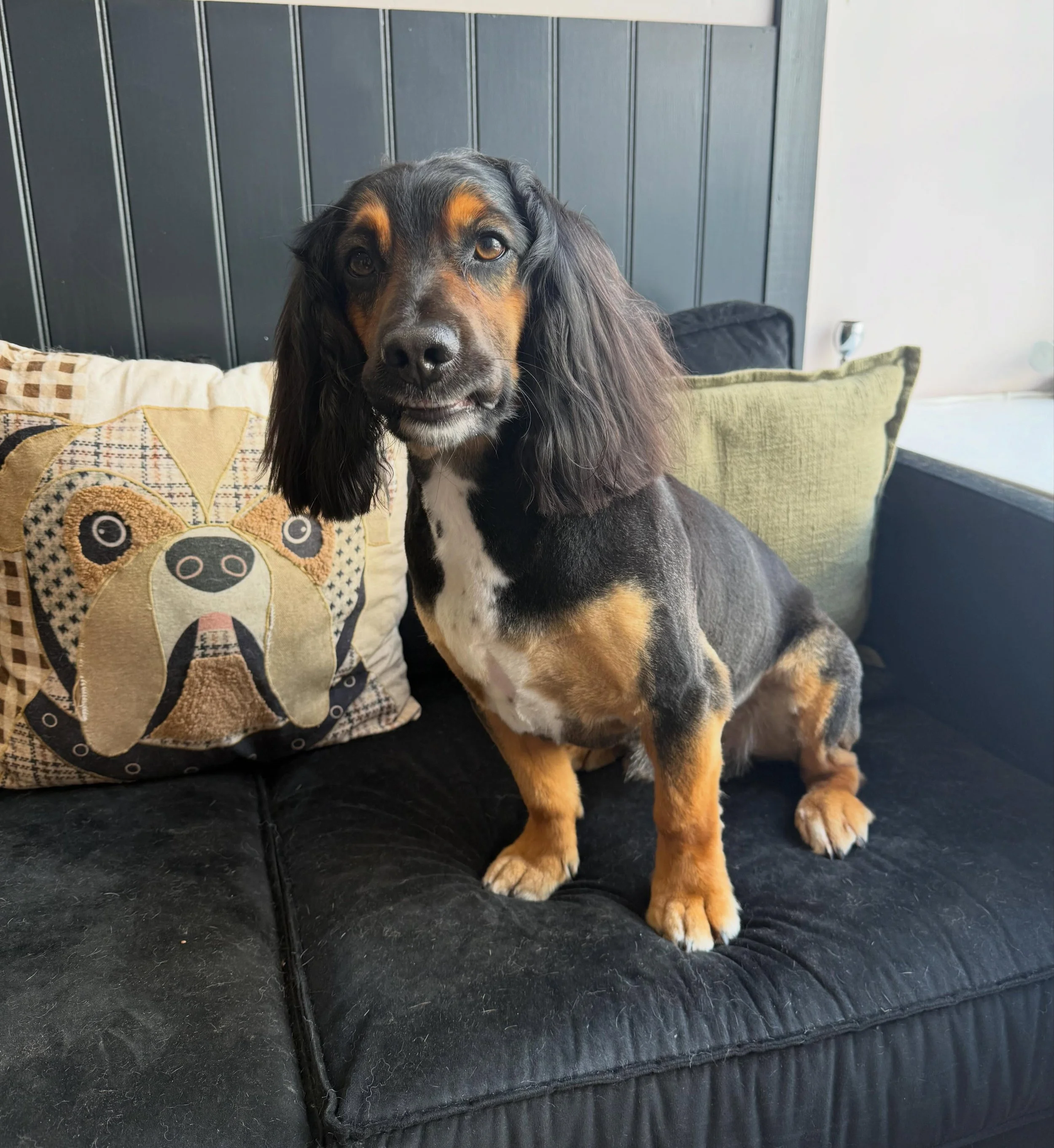 The fact Loki is smiling with his teeth for his post groom pic 😭 he&rsquo;s the best boy ever 💙

See you soon mate 🐾