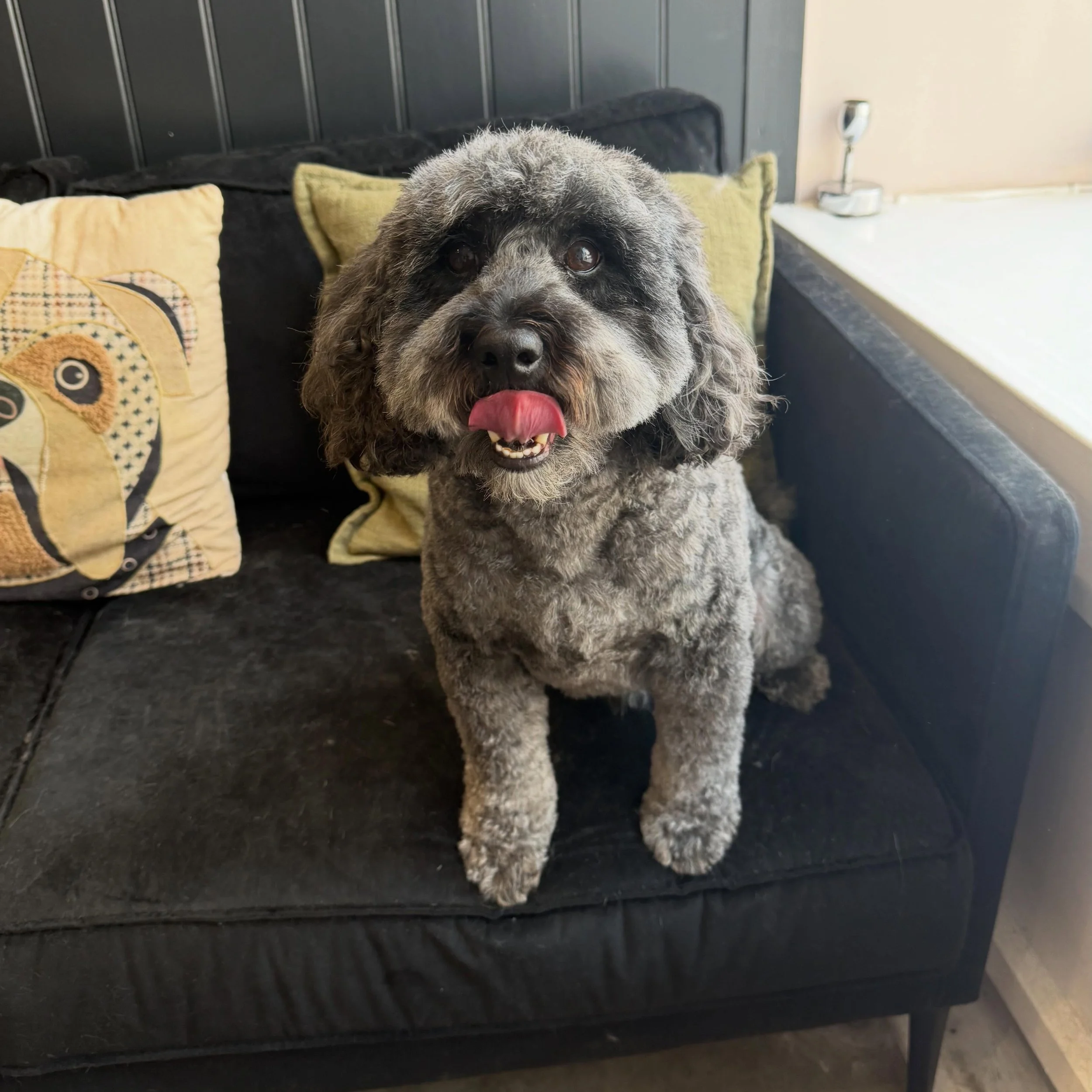 Spencer all happy after his full groom 💙

P.s I&rsquo;m so behind posting photos and I am so busy in the shop so if you&rsquo;re waiting for your pups pic bear with me 🤣