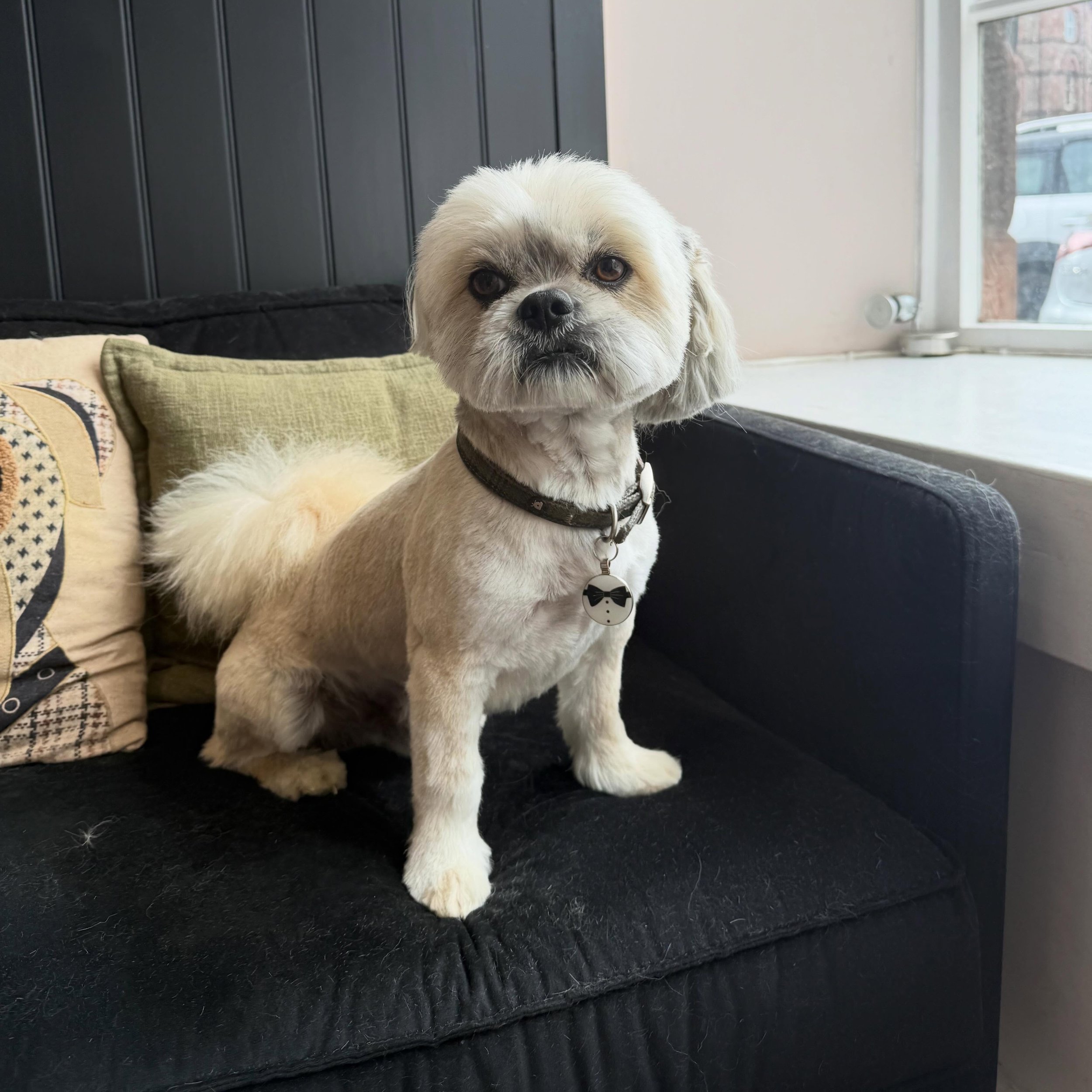 Rio 💙

One of the best behaved boys that&rsquo;s ever walked through the studio door 😍

He looks so proud of his new hair cut too 🐾