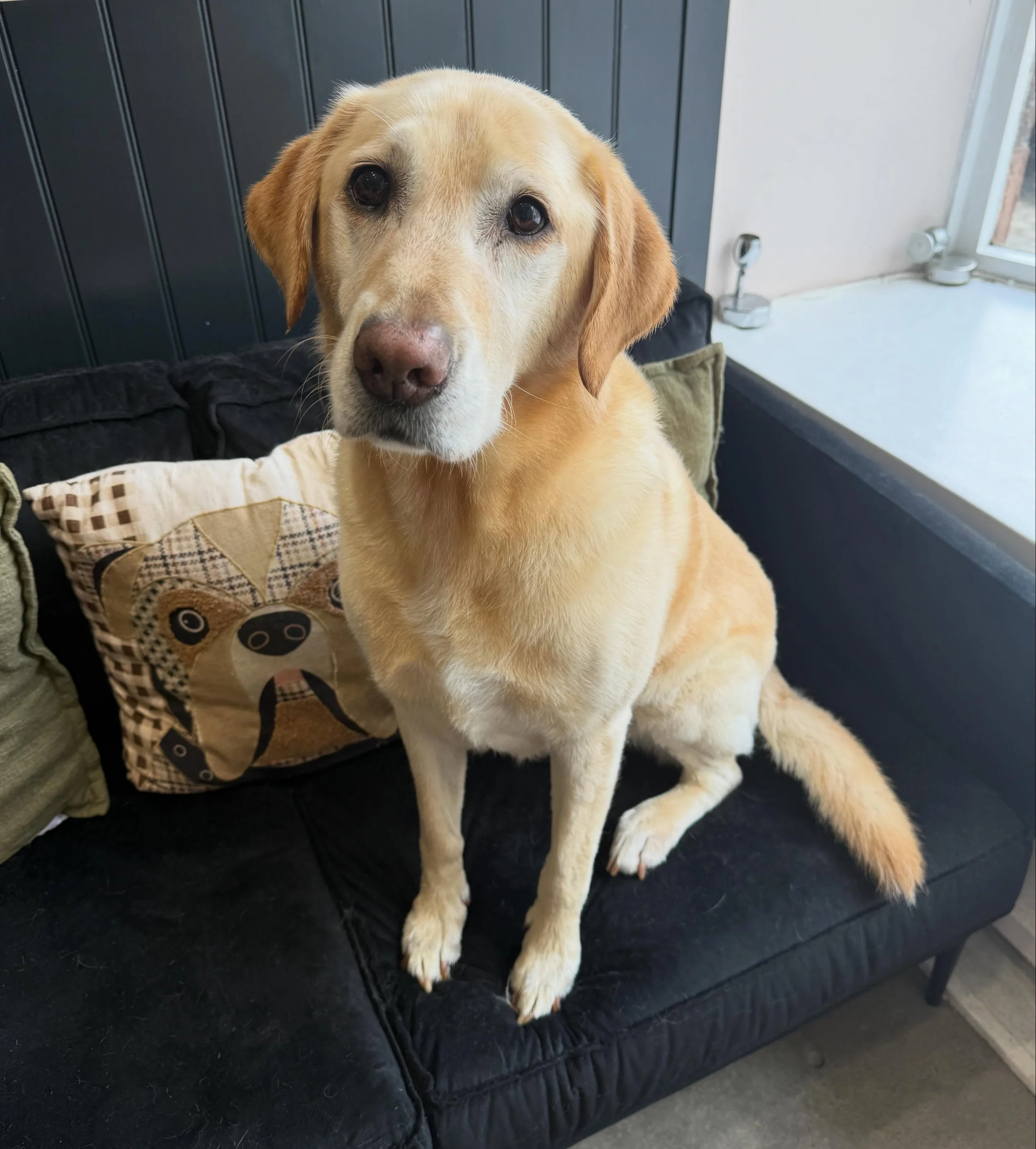 Started my Sunday morning with a Deshed on Enzo 🐾

What a gent, see you soon mate 💙