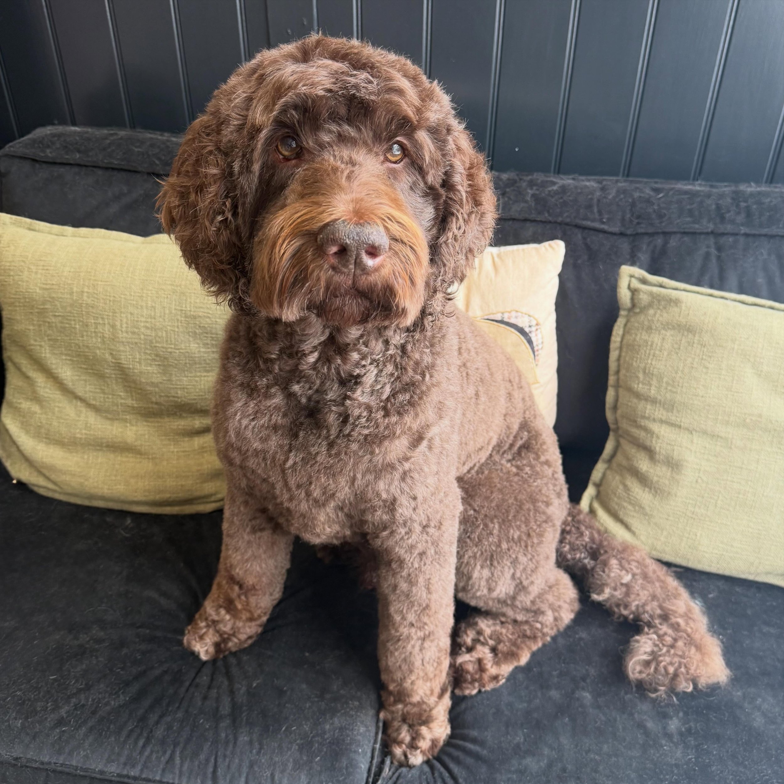 Rupert 🤩

Rupert was in for his first groom with me today and he was a little star. 💙

See you in 6 weeks my not so little mate 🐾