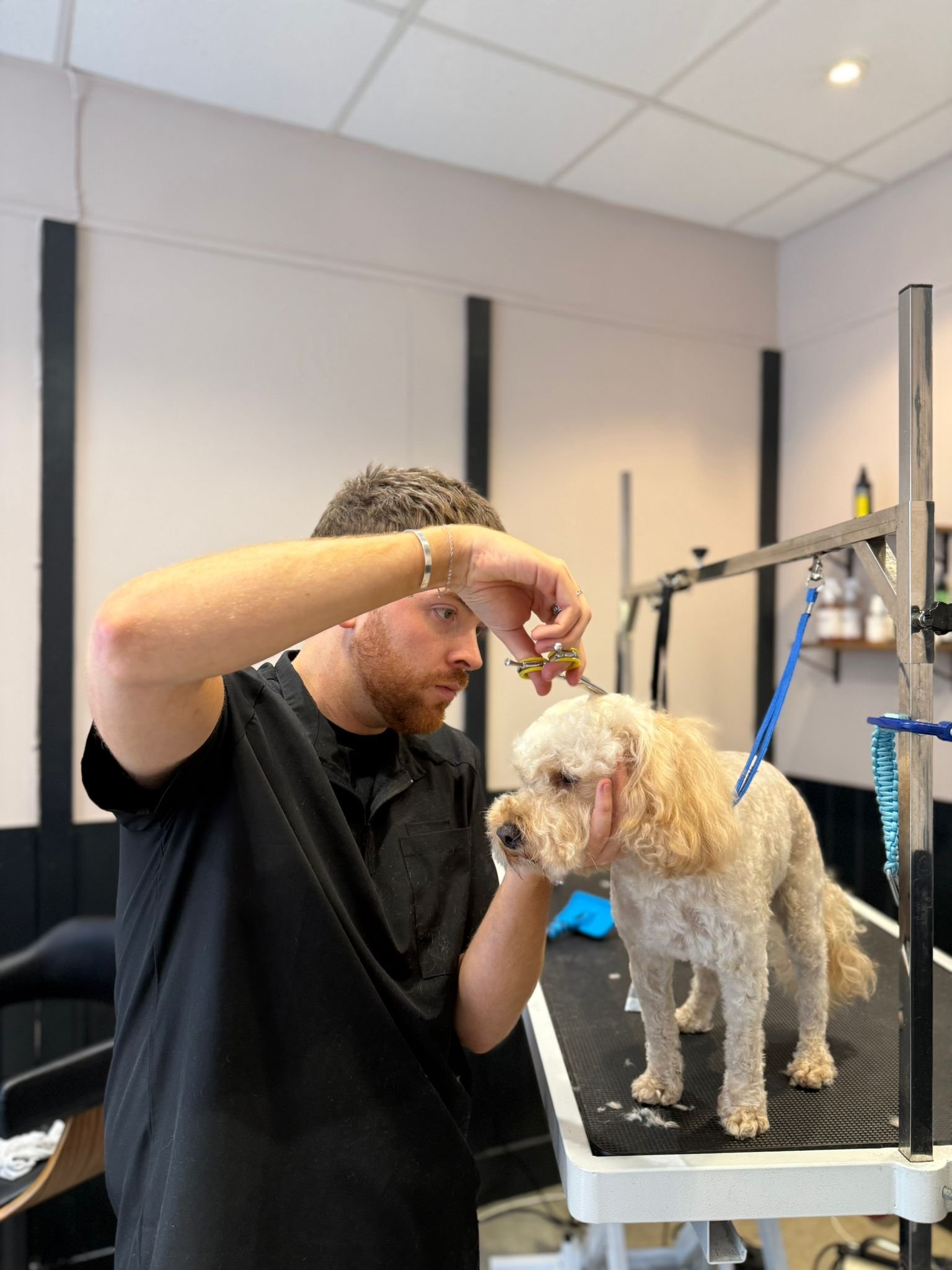 Dog groomer trimming dog