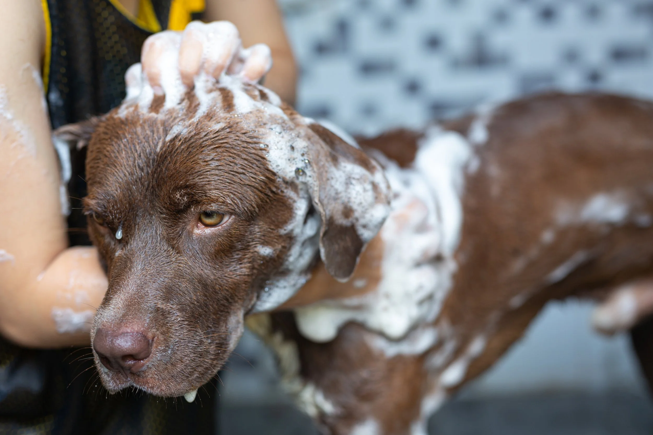 dog having a bath