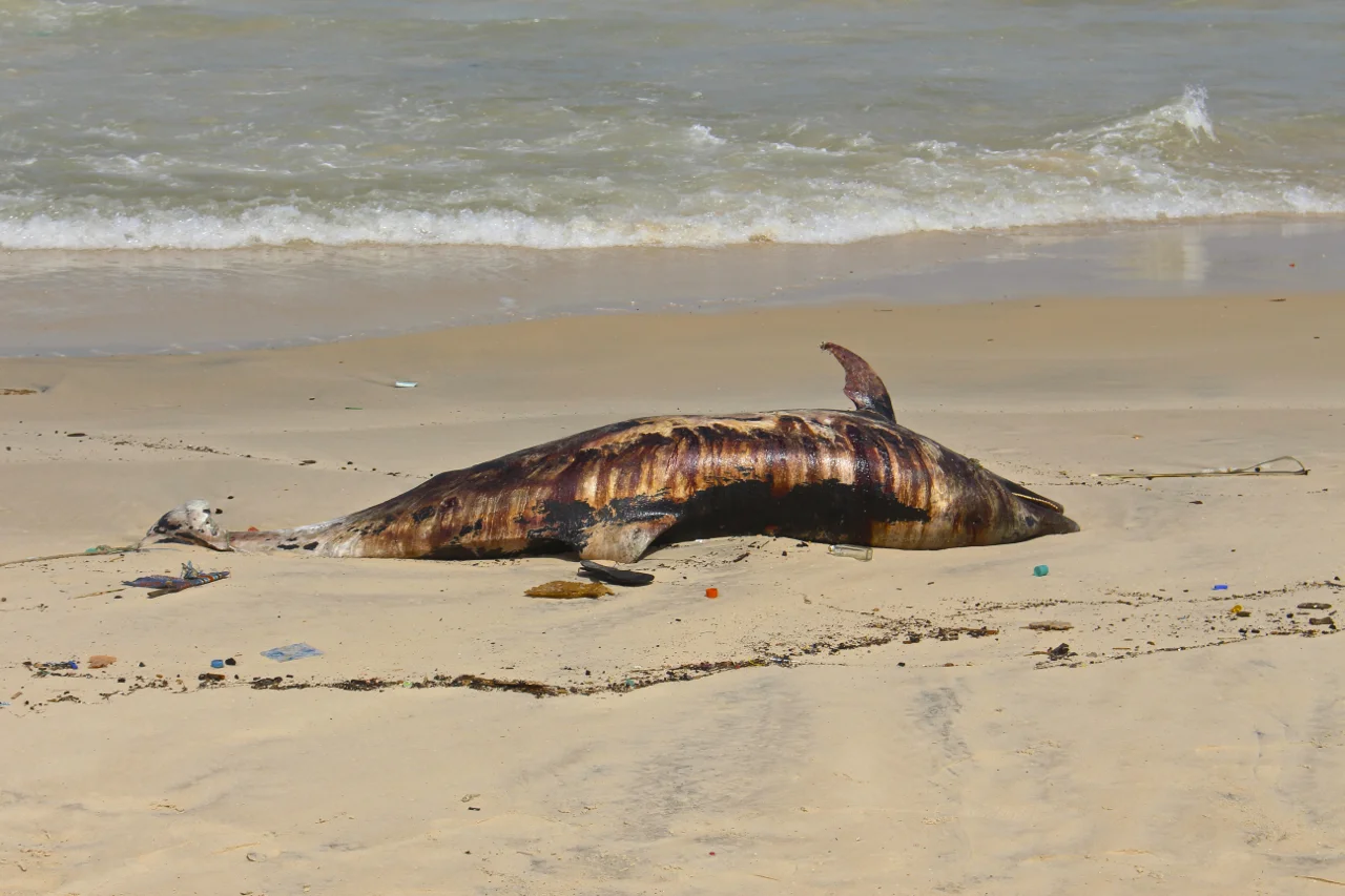 2.HWEST_InchAllahDolphin_2014.jpg