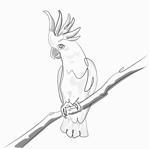 Cockatoo