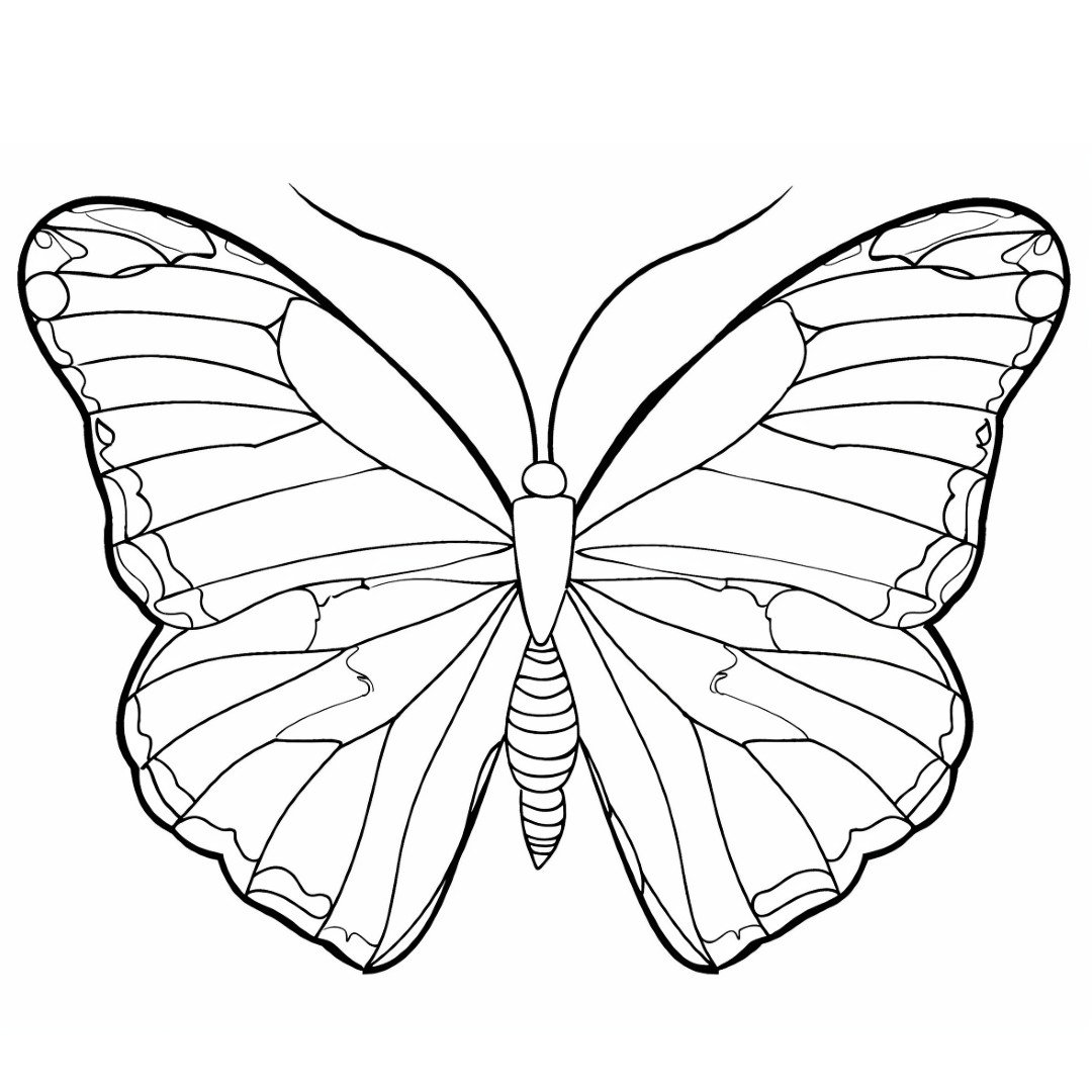 butterfly_square.jpg