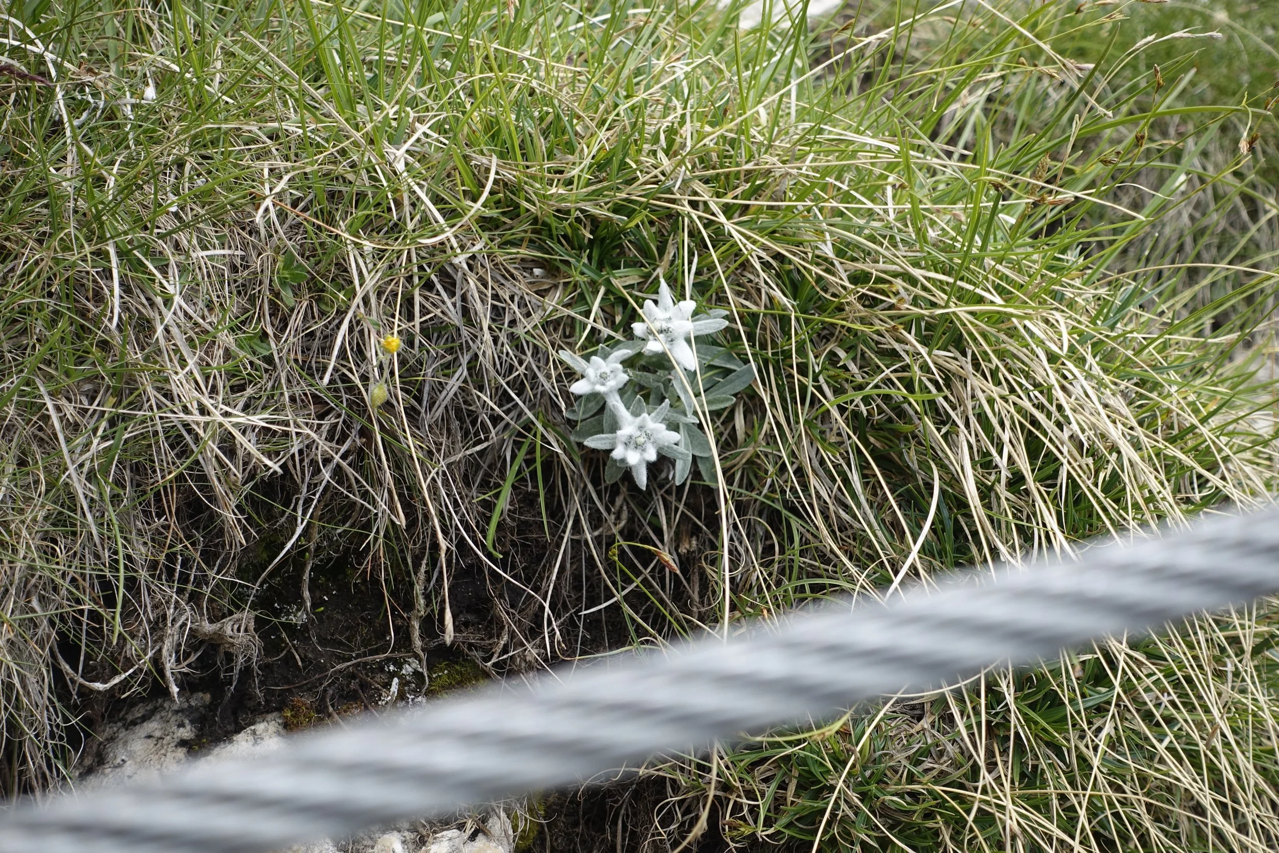 Small white flowers growing among green and dried grass, with a blurred horizontal wire in the foreground.