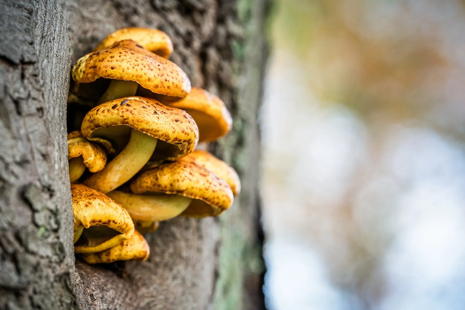 Little Letter ~ Nature Finds in Autumn