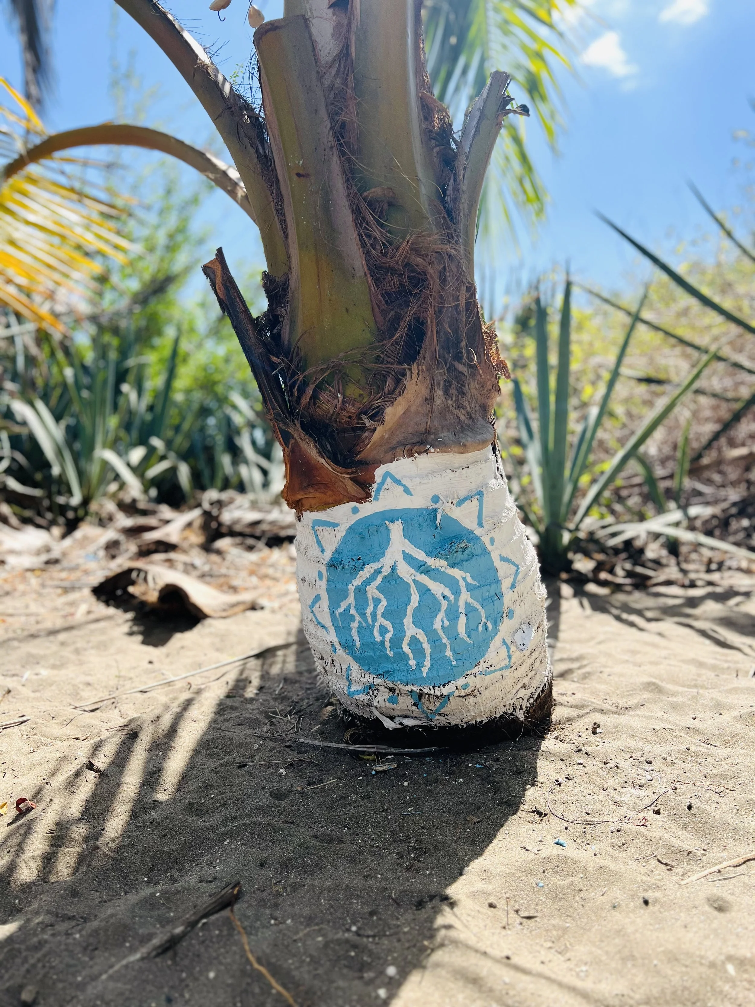 Close-up of a palm tree with a painted blue symbol on its trunk, situated on sandy ground with other plants in the background and a clear blue sky.