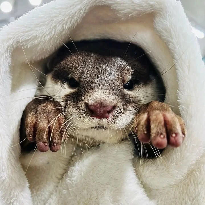 Close-up of a baby otter wrapped in a soft white towel, looking directly at the camera.