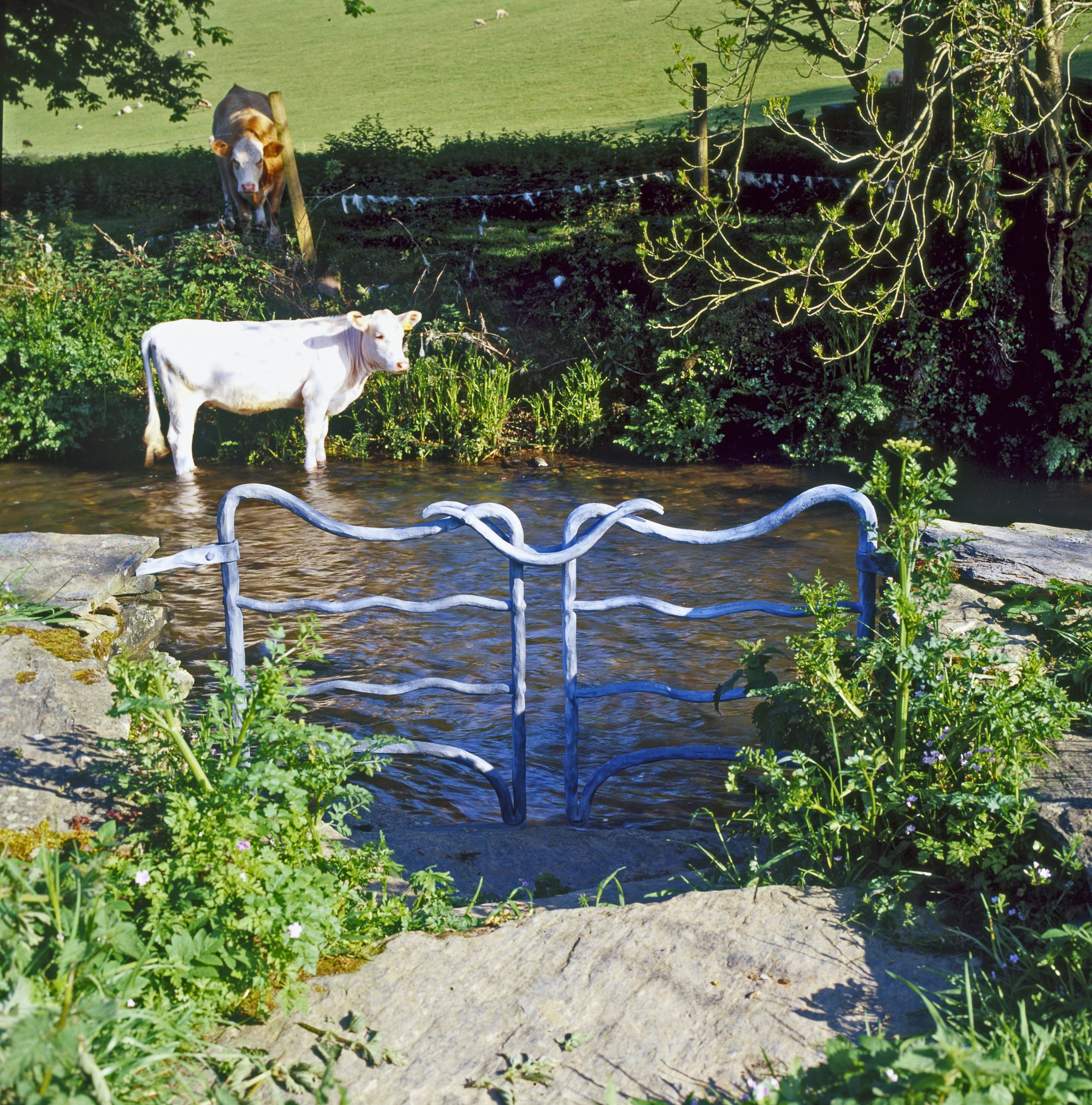 Cow gates (JC)