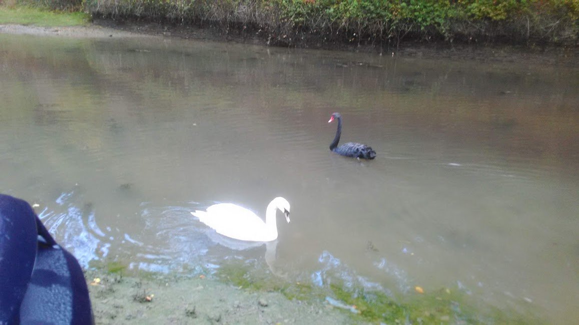 black swan on launch date.jpg