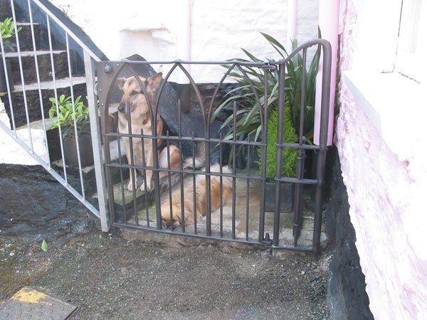 Gothic dog gate