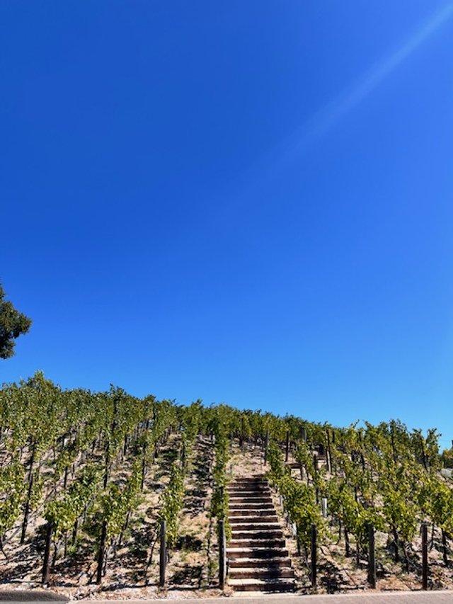 A vineyard with rows of grapevines on a sloped hill, wooden steps in the center, and a clear blue sky above.