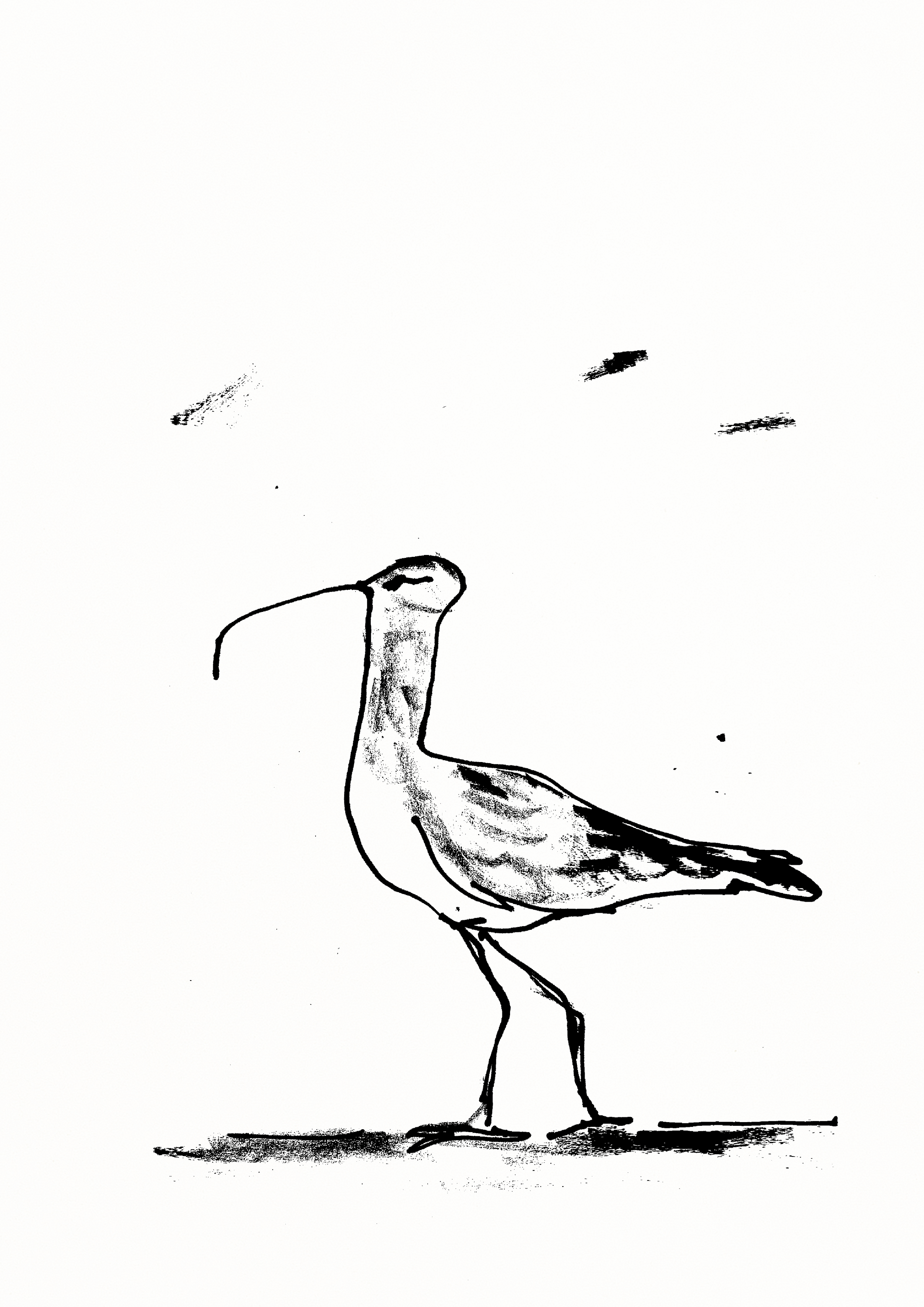 Whimbrel