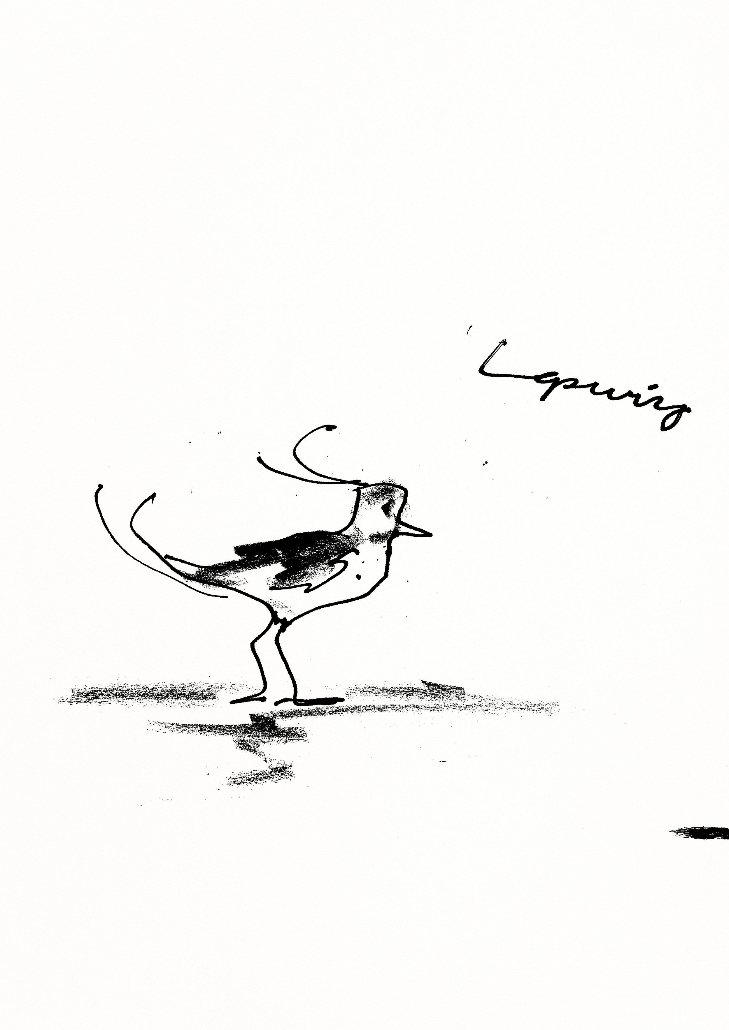 Lapwing