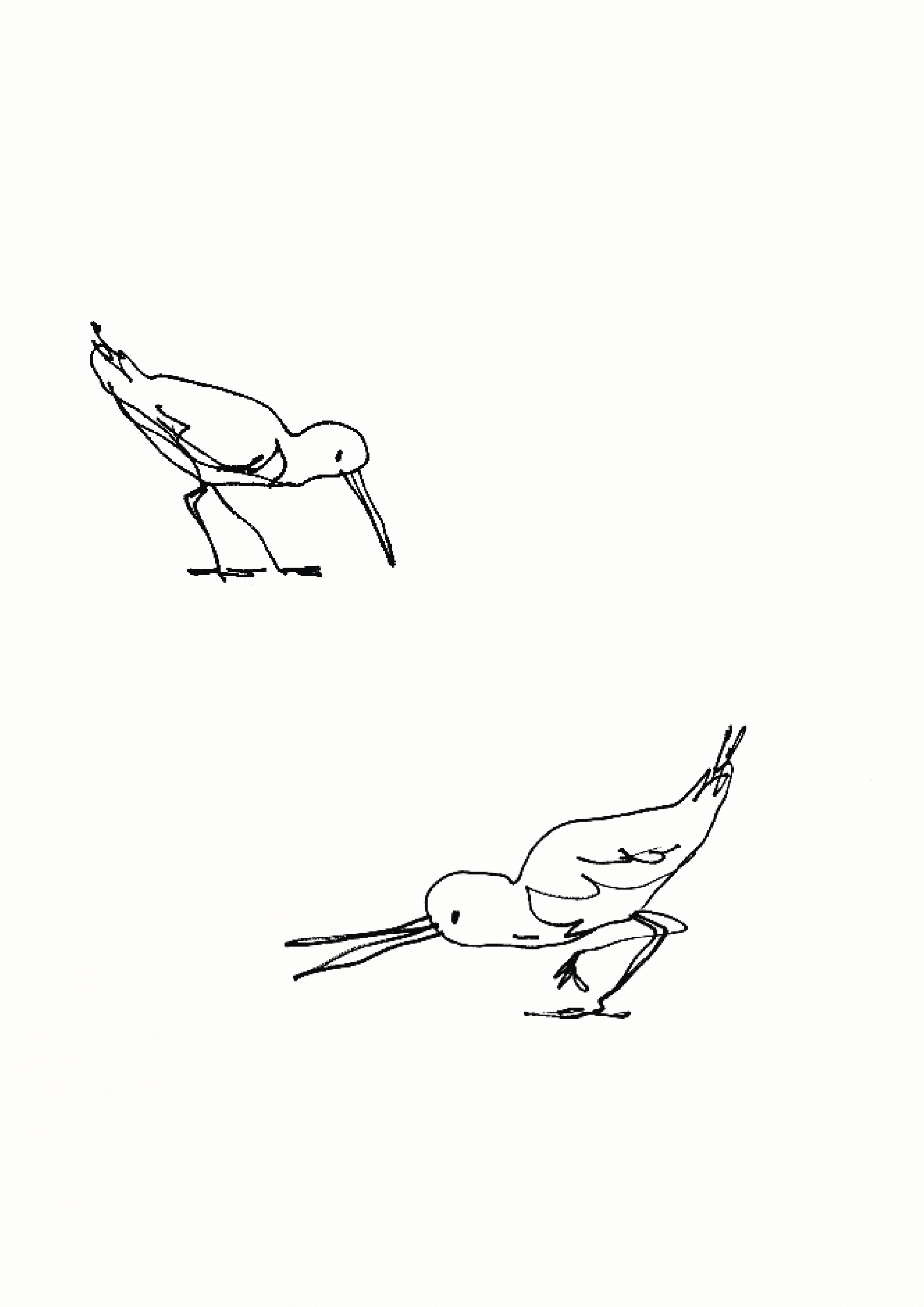 Oyster Catchers