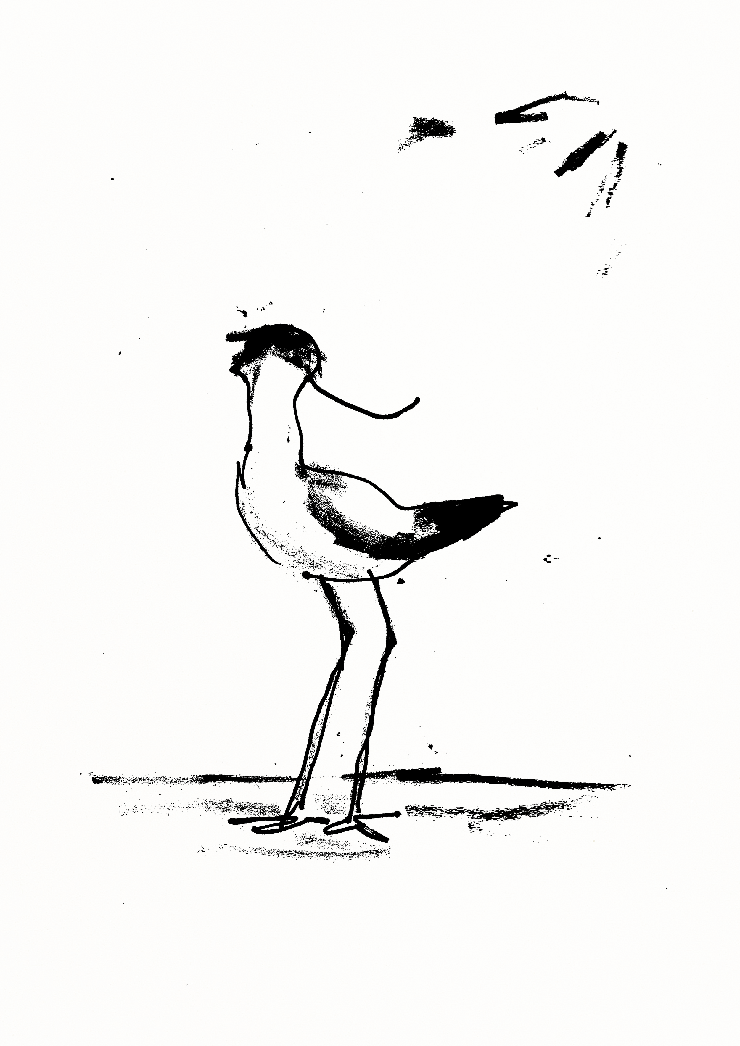 Godwit