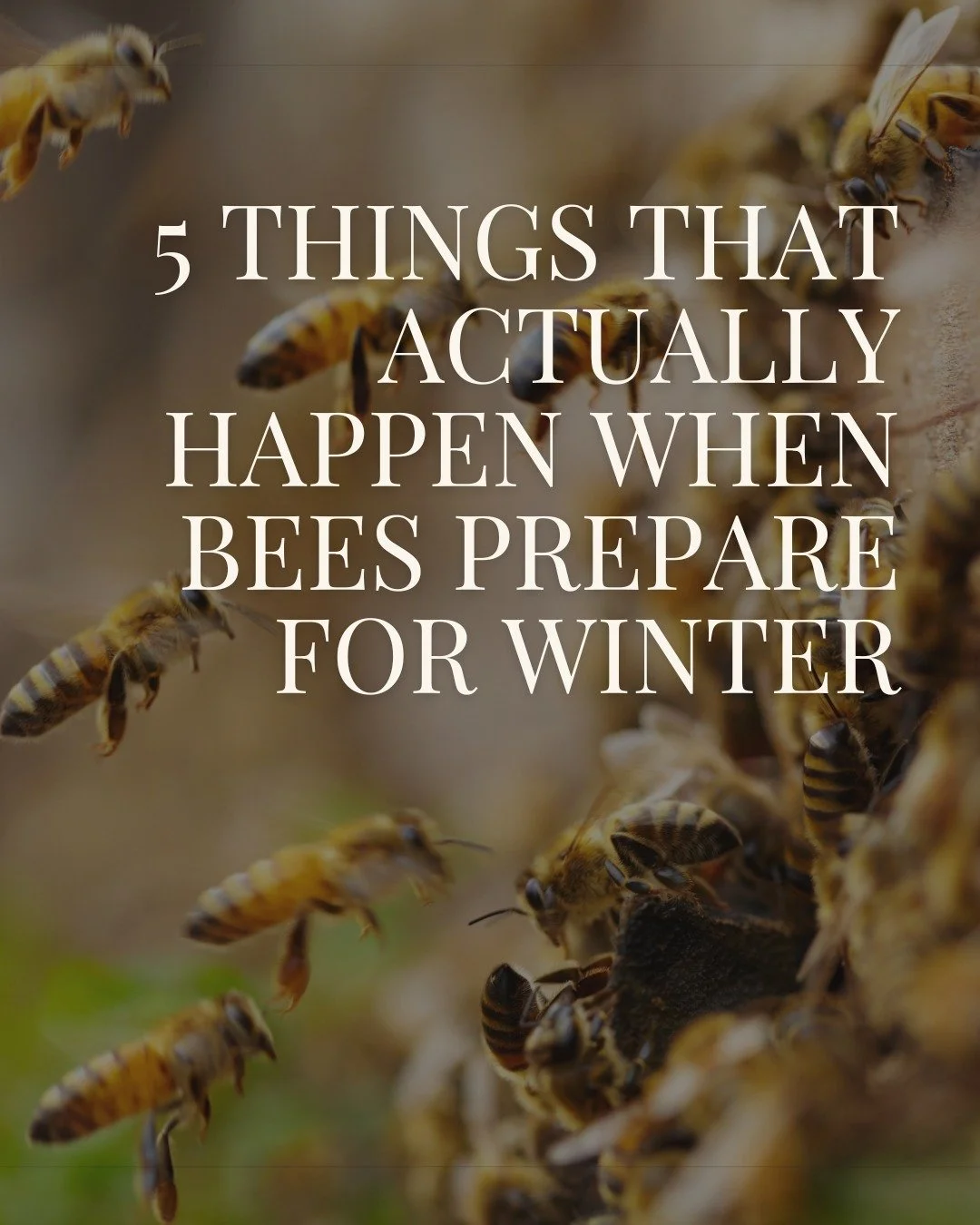 Most people think winter means the bees just&hellip; stop.
They don't. They adapt. And what happens inside a hive right now is one of the most extraordinary things in nature.
Swipe to see what's actually going on 🐝❄️
Every slide is a reminder of why