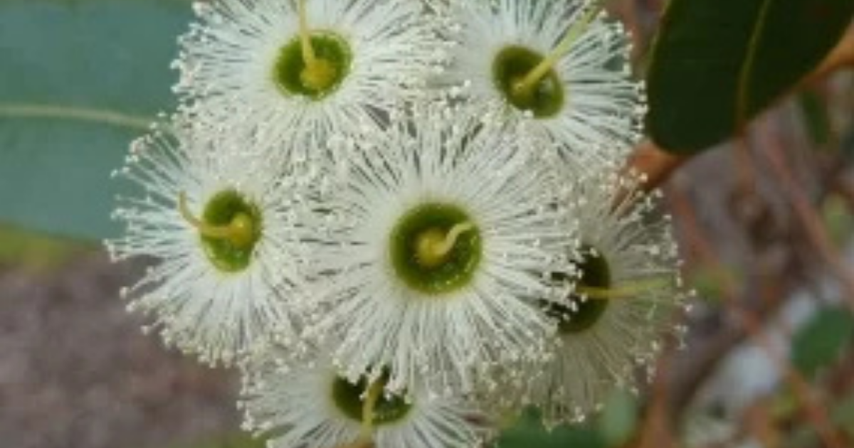 Where to buy Jarrah honey and Western Australian honey