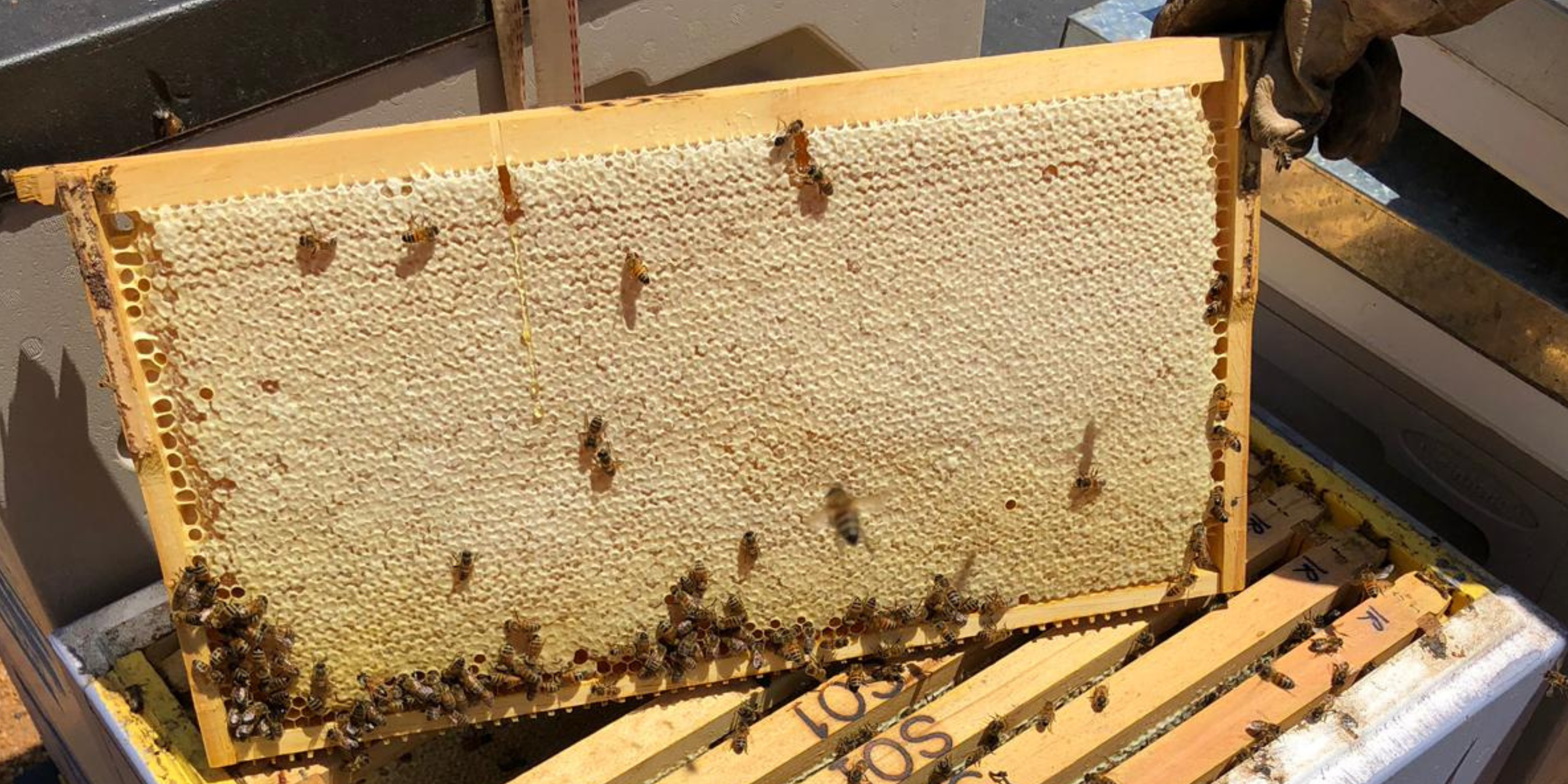 Pure, raw Western Australian honeycomb frame taken straight from the hive