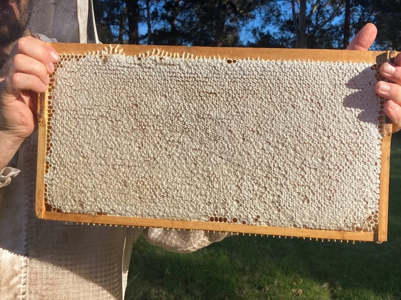 A person holding a wooden frame with a honeycomb filled with beeswax and honey, outdoors during daytime.