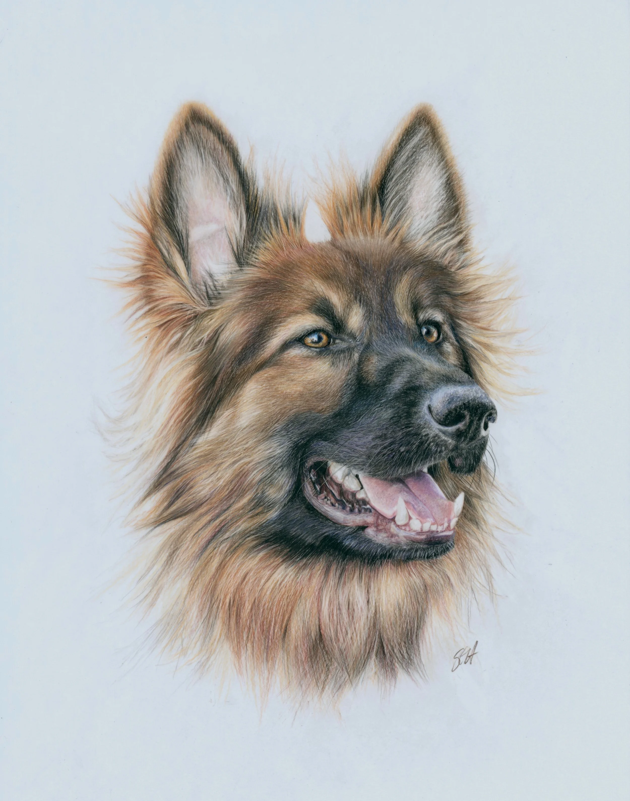 Original coloured pencil portrait of a German Shepherd-pet portrait