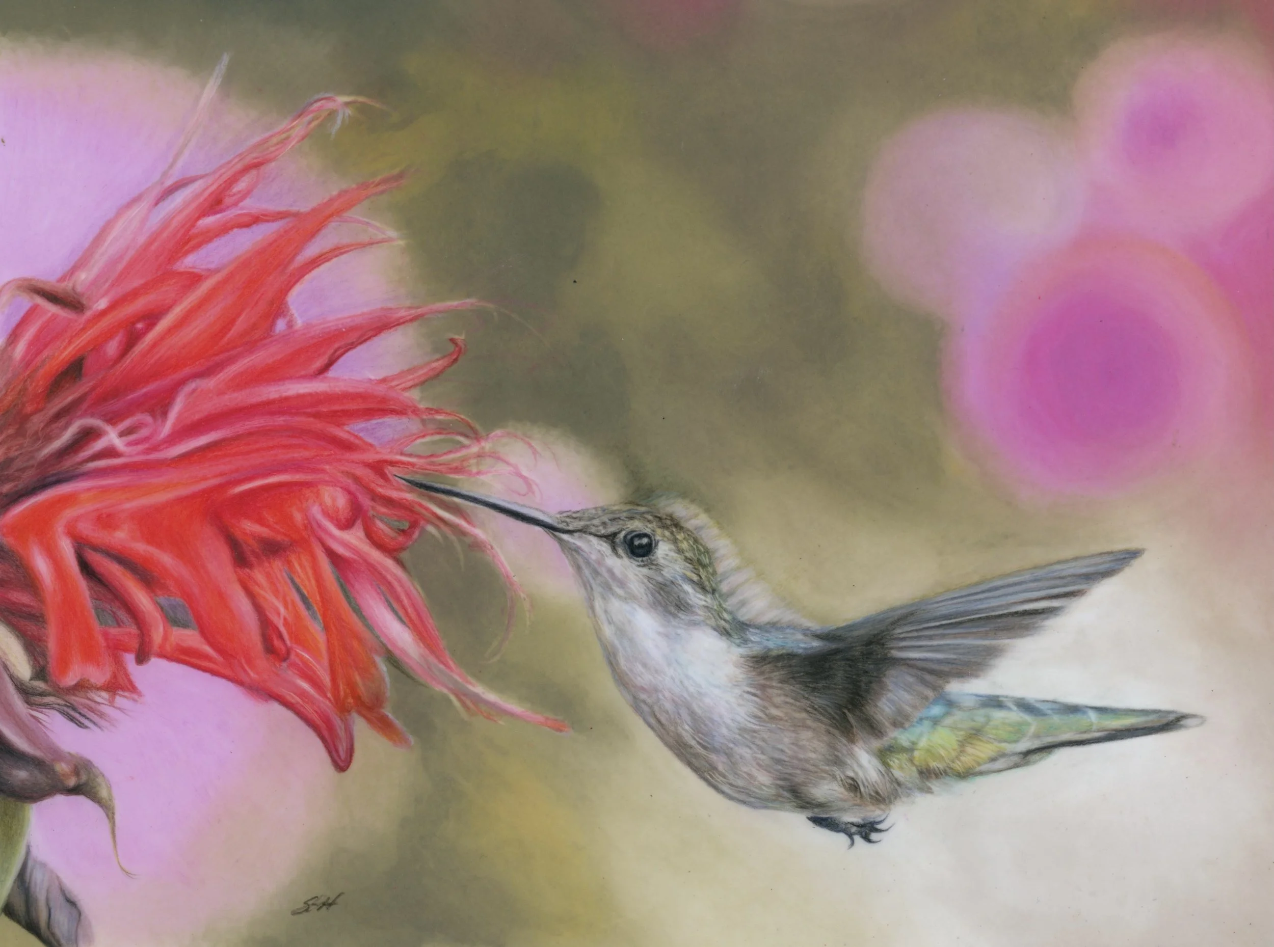 Fne art hummingbird with flower Giclee print