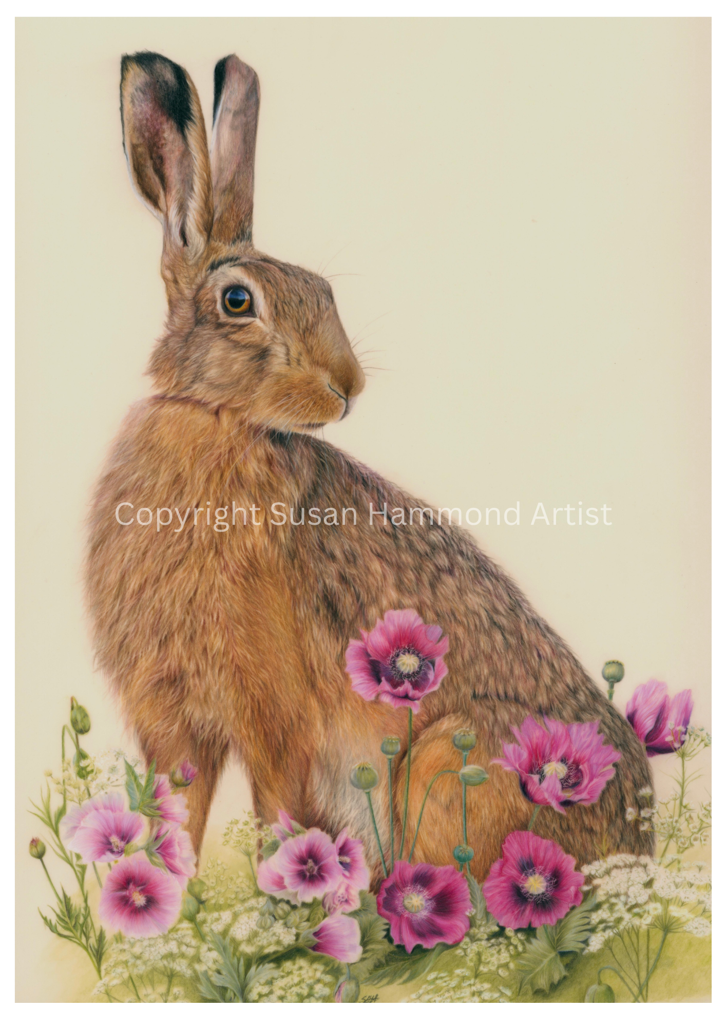Copyright hare in poppies.png