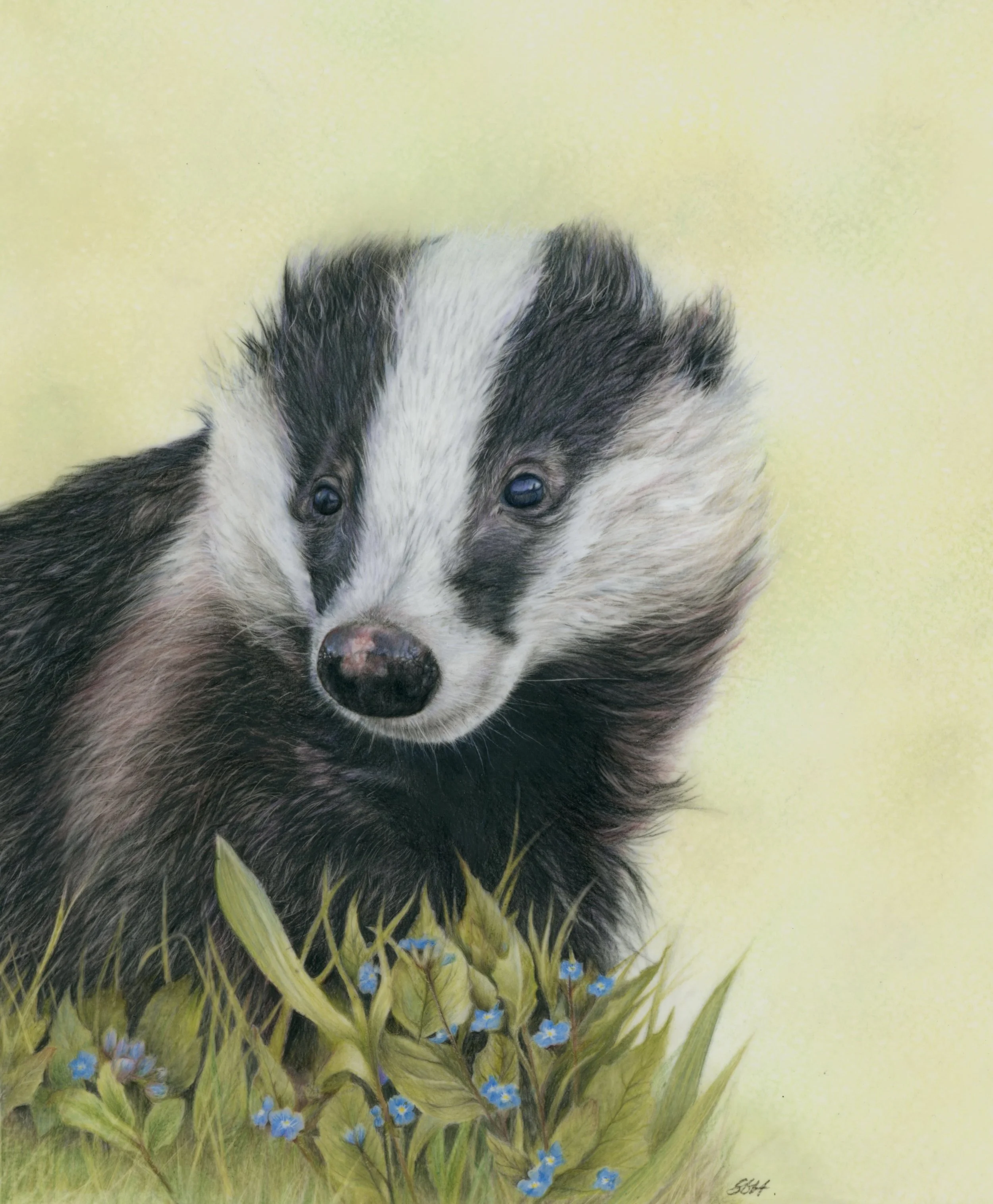 badger in forget me not.jpeg