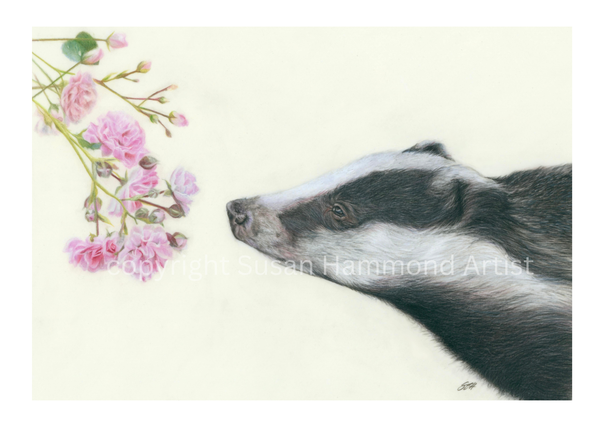 badger 3 copyright Susan Hammond Artist.png