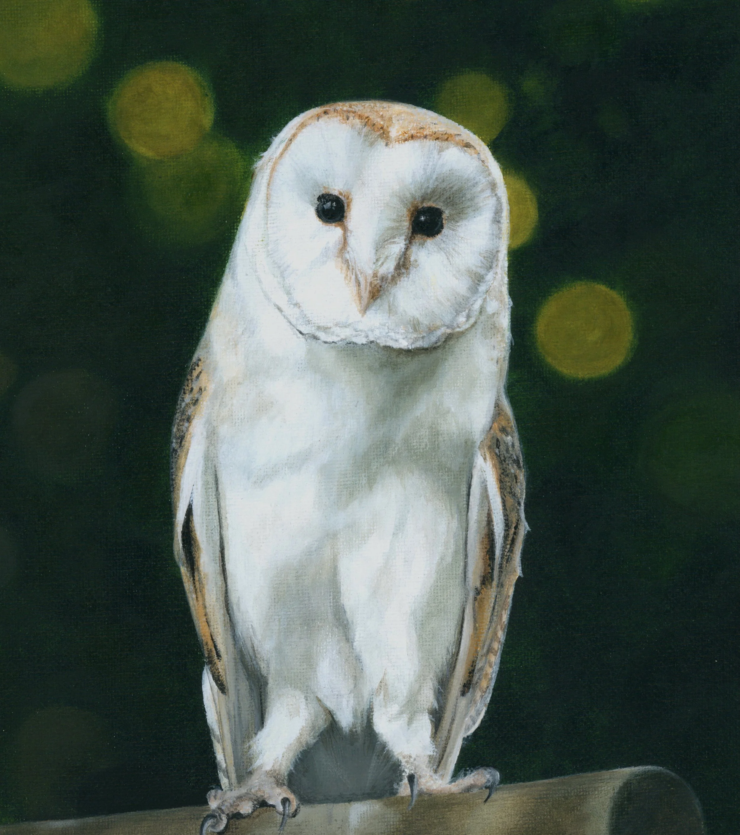 Barnowl1.jpeg