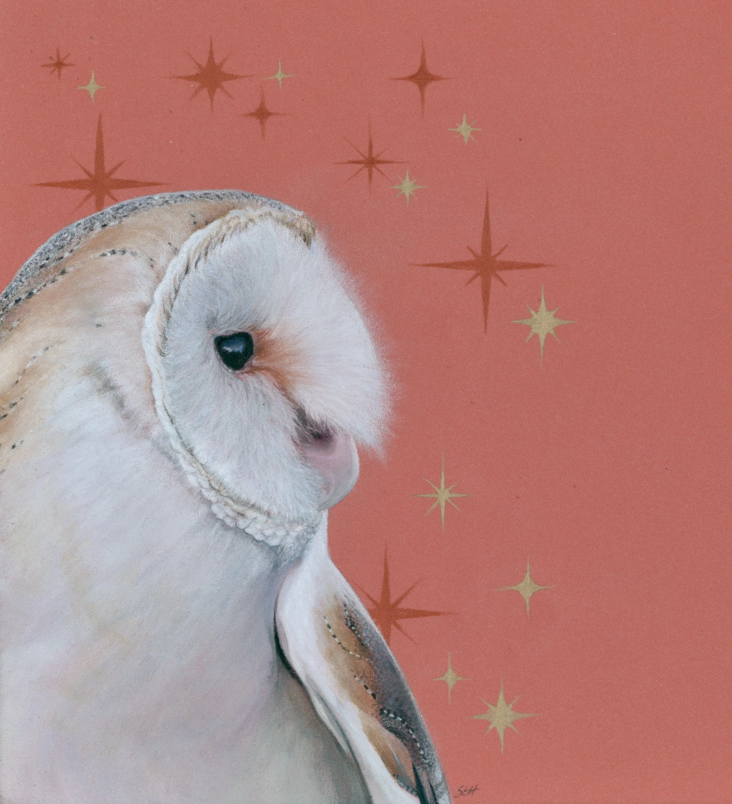 barn_owl_coral_stars.jpeg