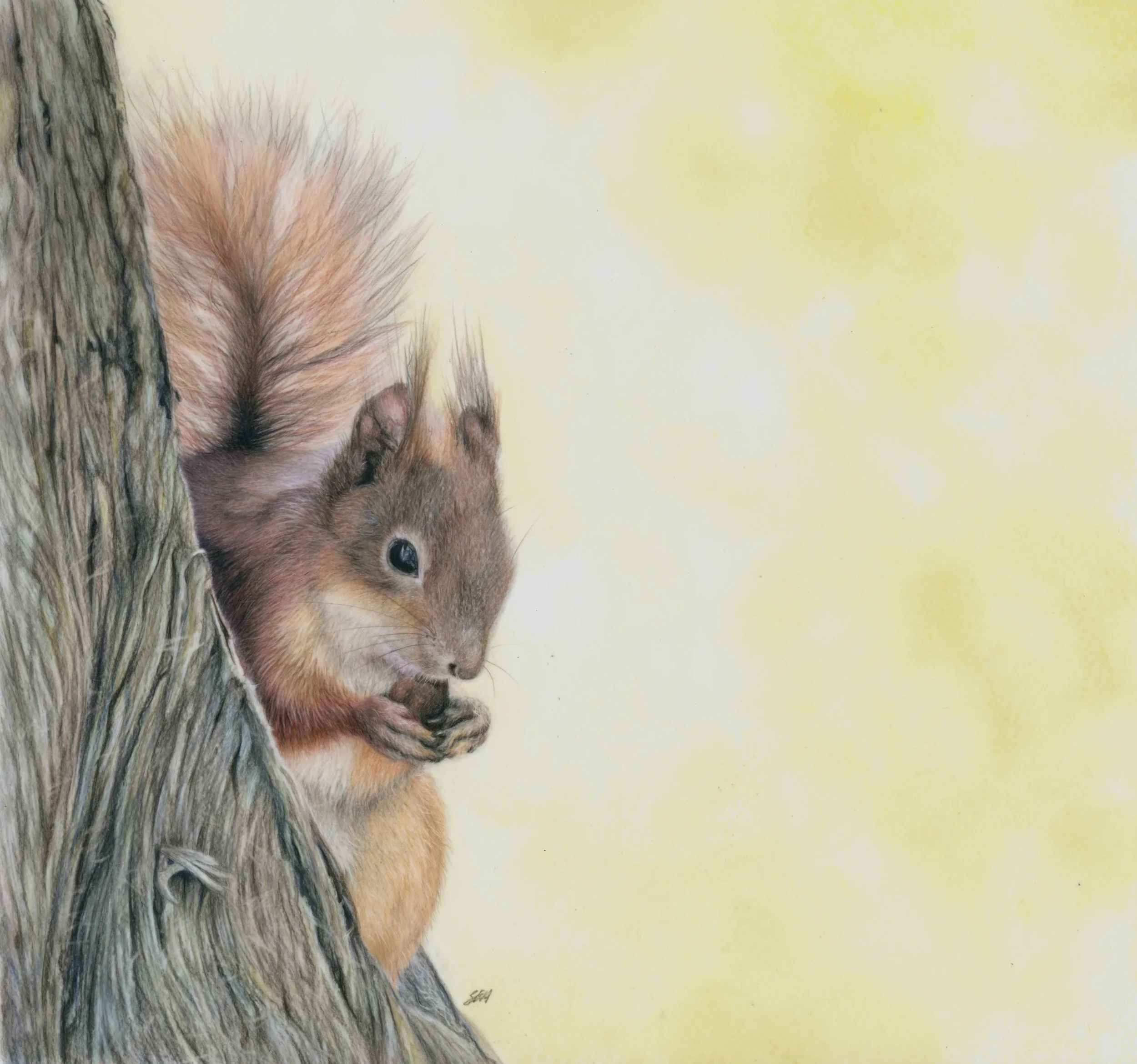 Original fine art red squirrel coloured pencil and oil pastel