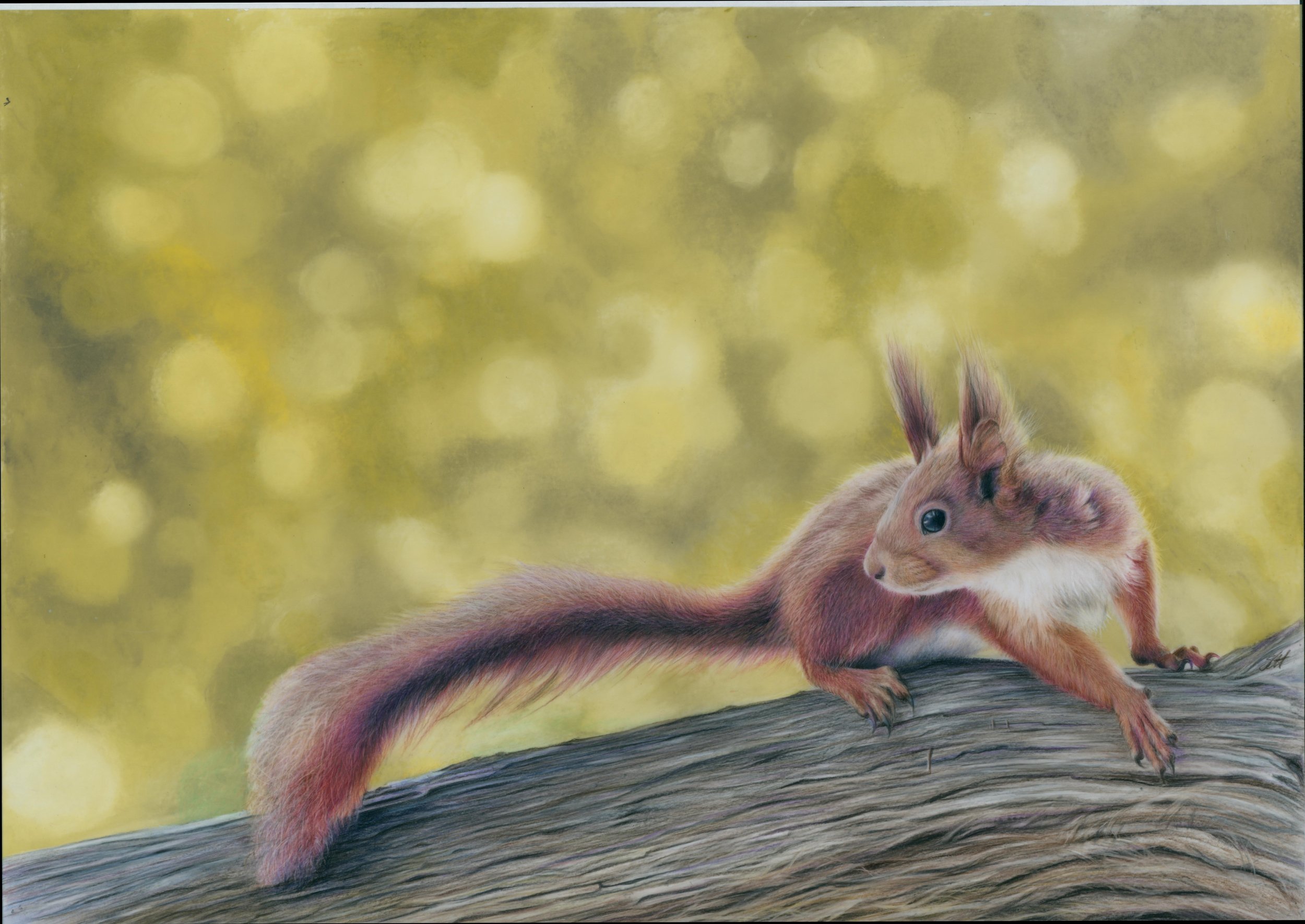 red squirell art scanjpg.jpg