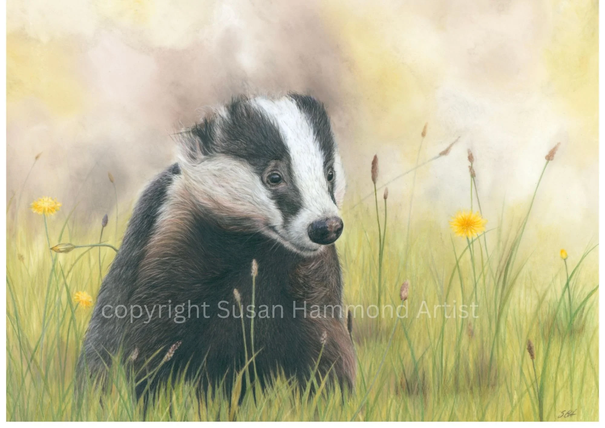 Fine art limited edition print of a badger with dandelions wall art