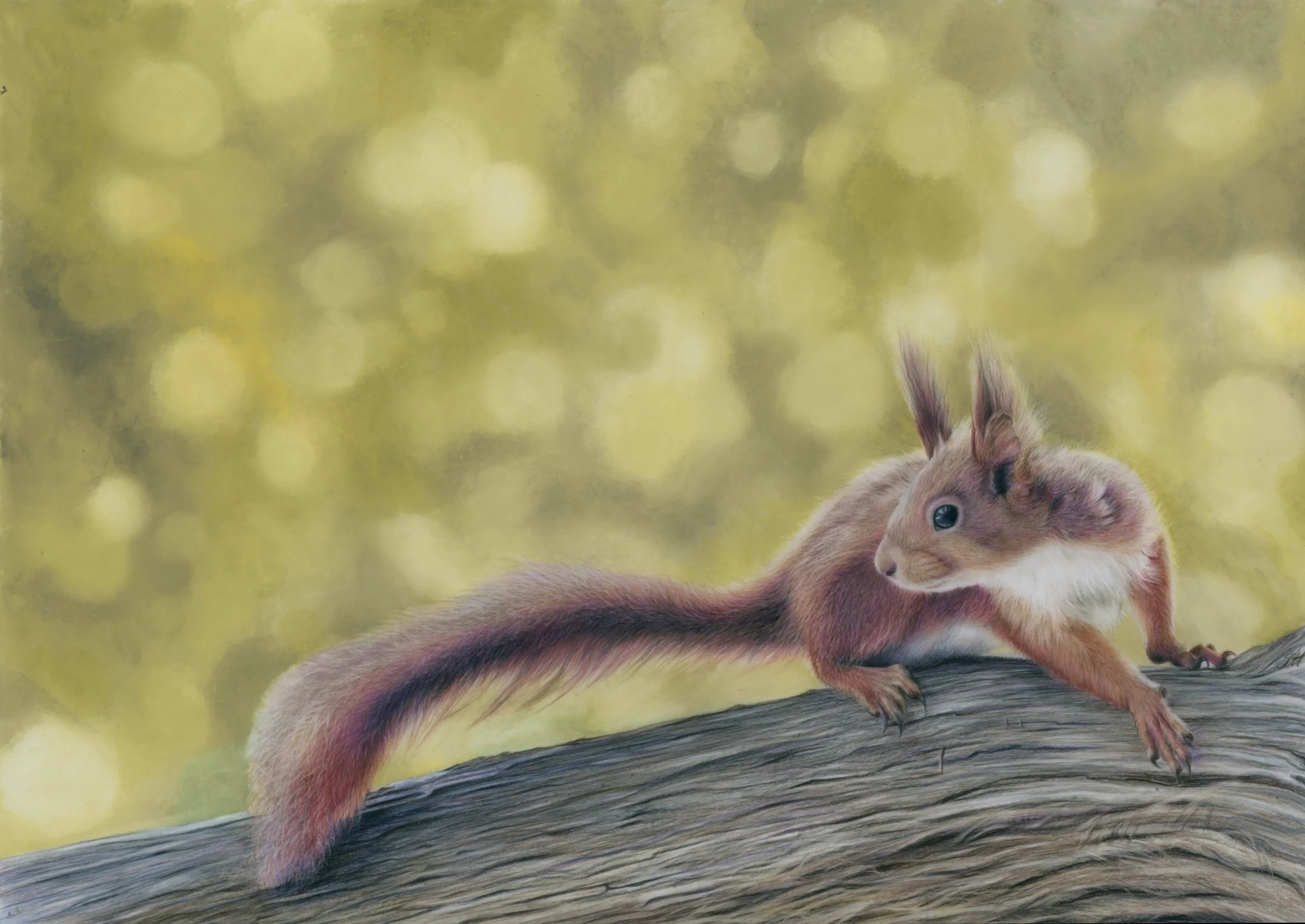Original fine art red squirrel coloured pencil and oil pastel