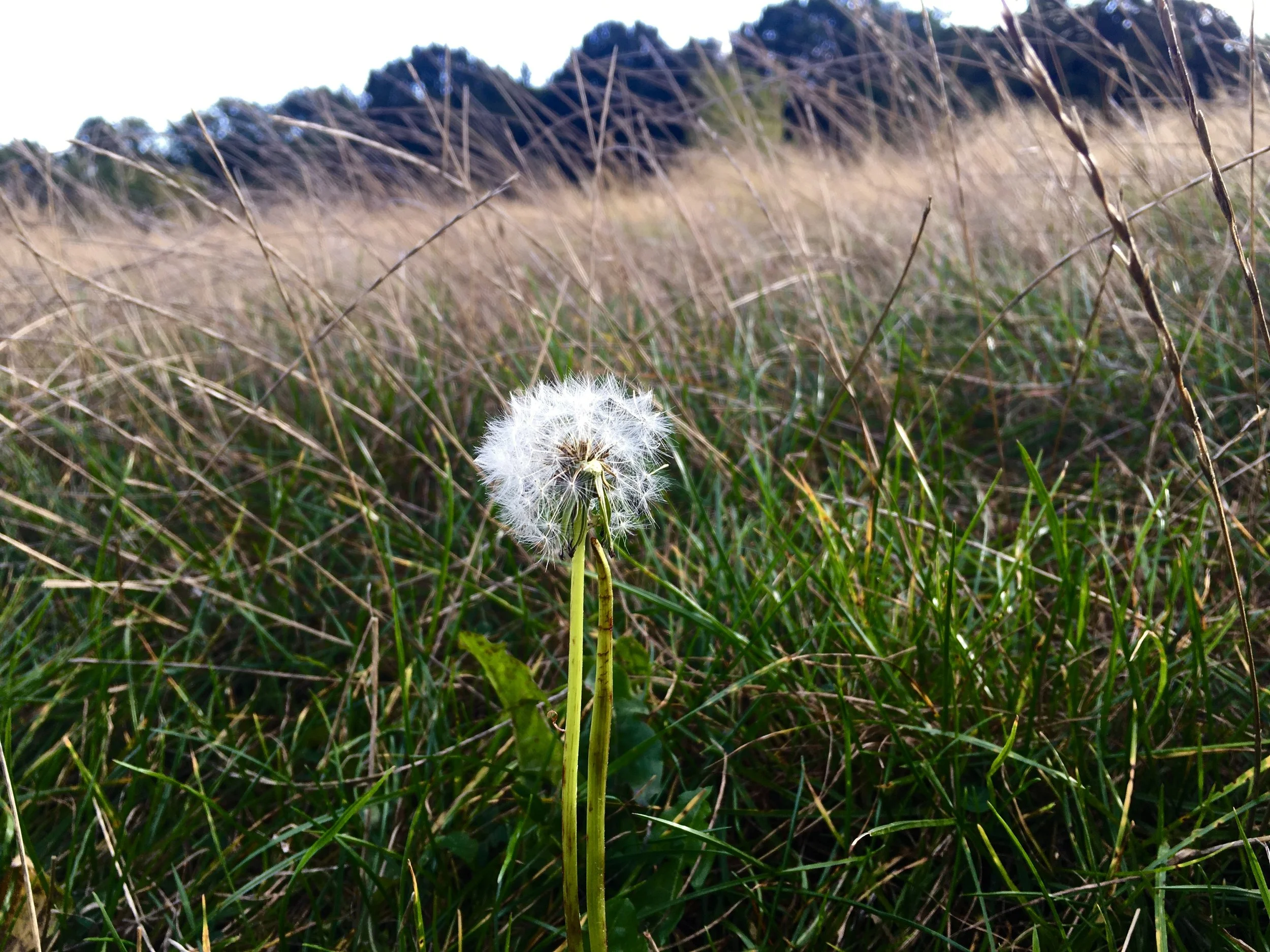 A close-up of a dandelion seed head in a grassy field with dried brown grass and trees in the background.