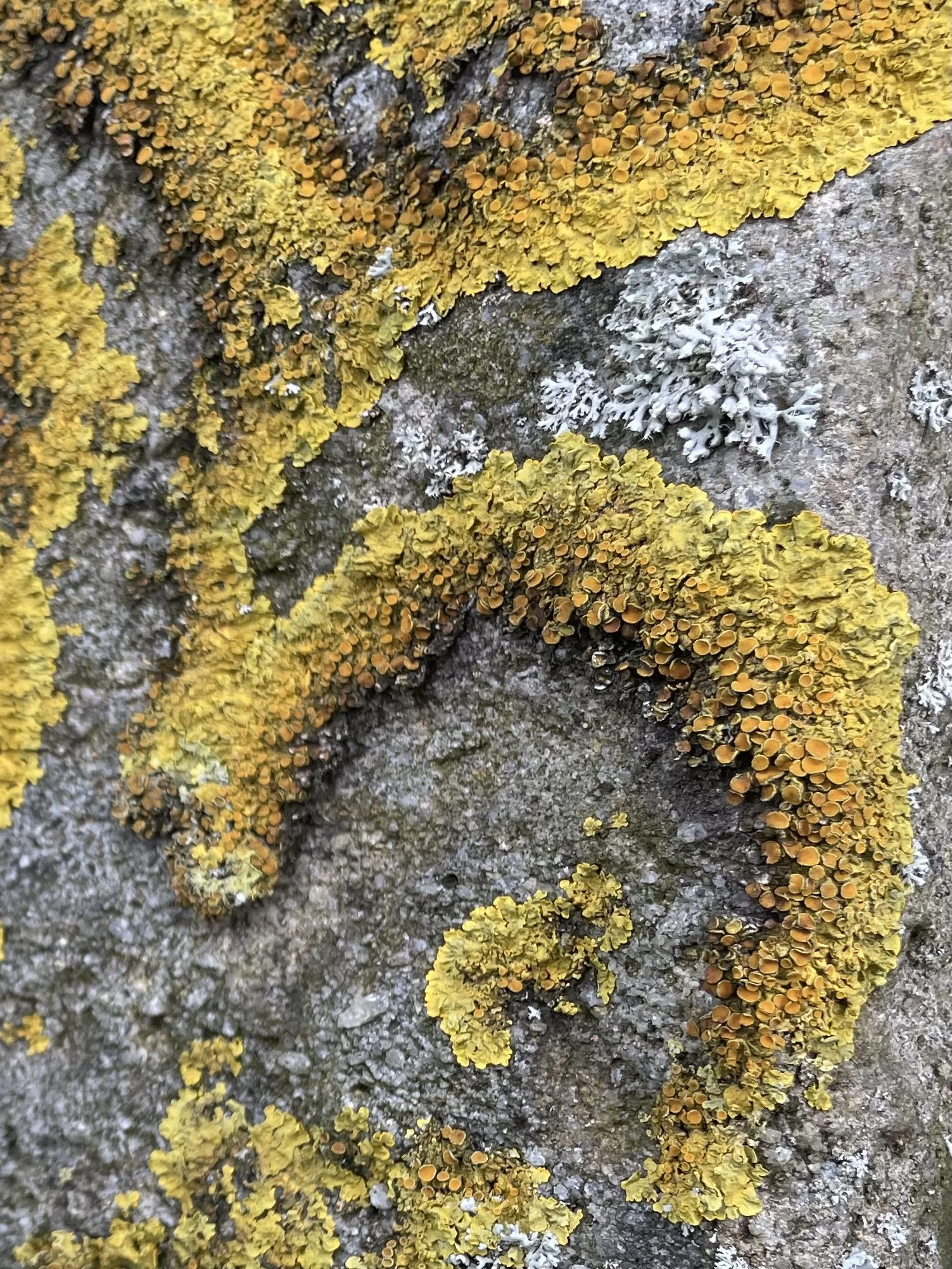 Close-up of yellow, orange and grey lichen covering a drystone wall.