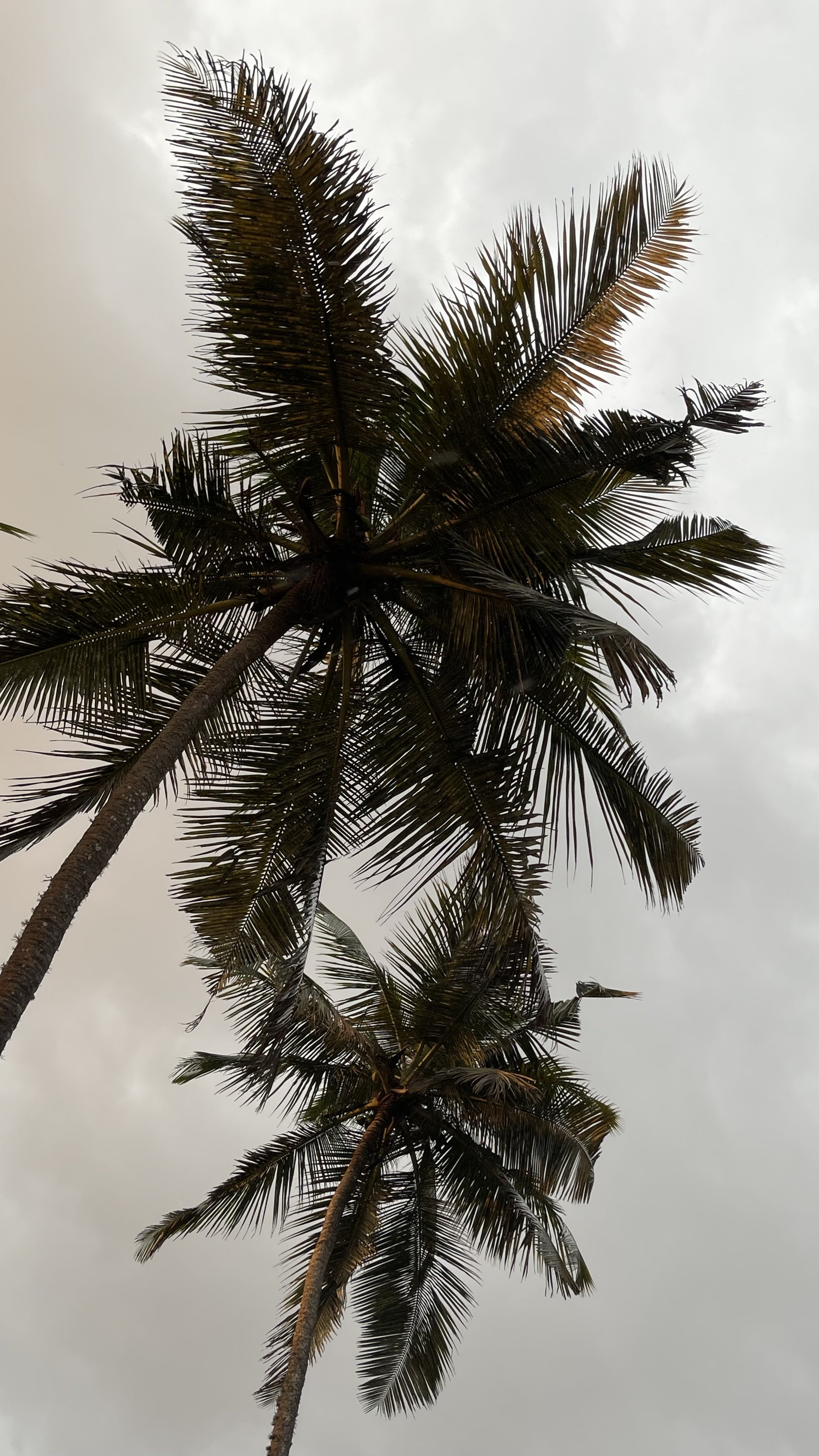 Palm trees against cloudy sky.