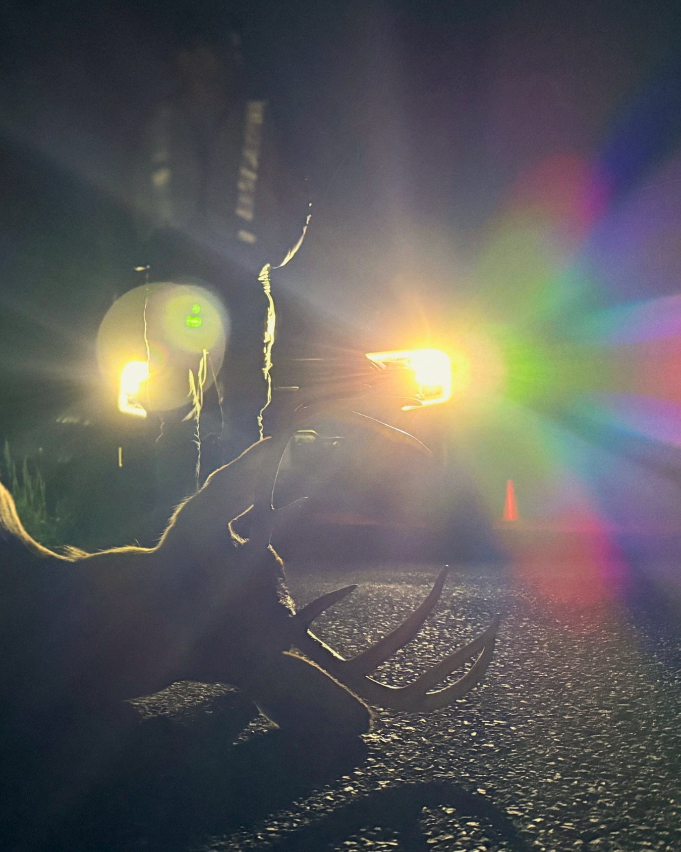 ATLANTA, we&rsquo;ve got our hazards on. 🦌🚨 Catch OH, DEER this weekend at the Atlanta Shortsfest.