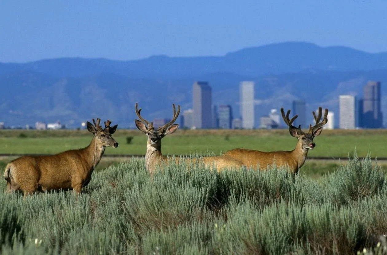 Breaking: Deer spotted just outside Denver. Authorities recommend attending OH, DEER at Denver Underground Film Festival for further updates. 🦌

Photo by Mike Mauro